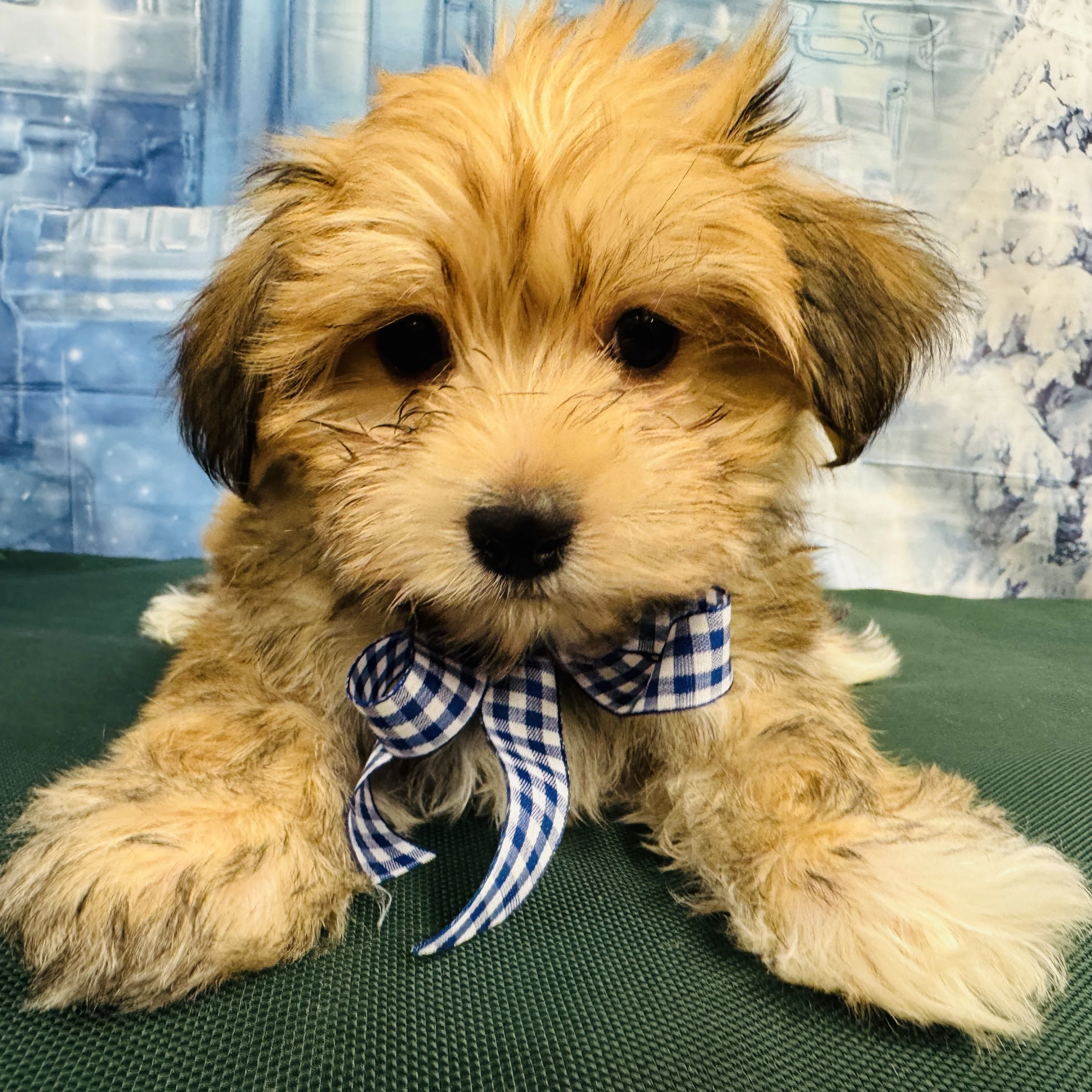 Morkie  "Sir Archibald Wagsworth"  3lb  Male  DOB  11/2/2025
