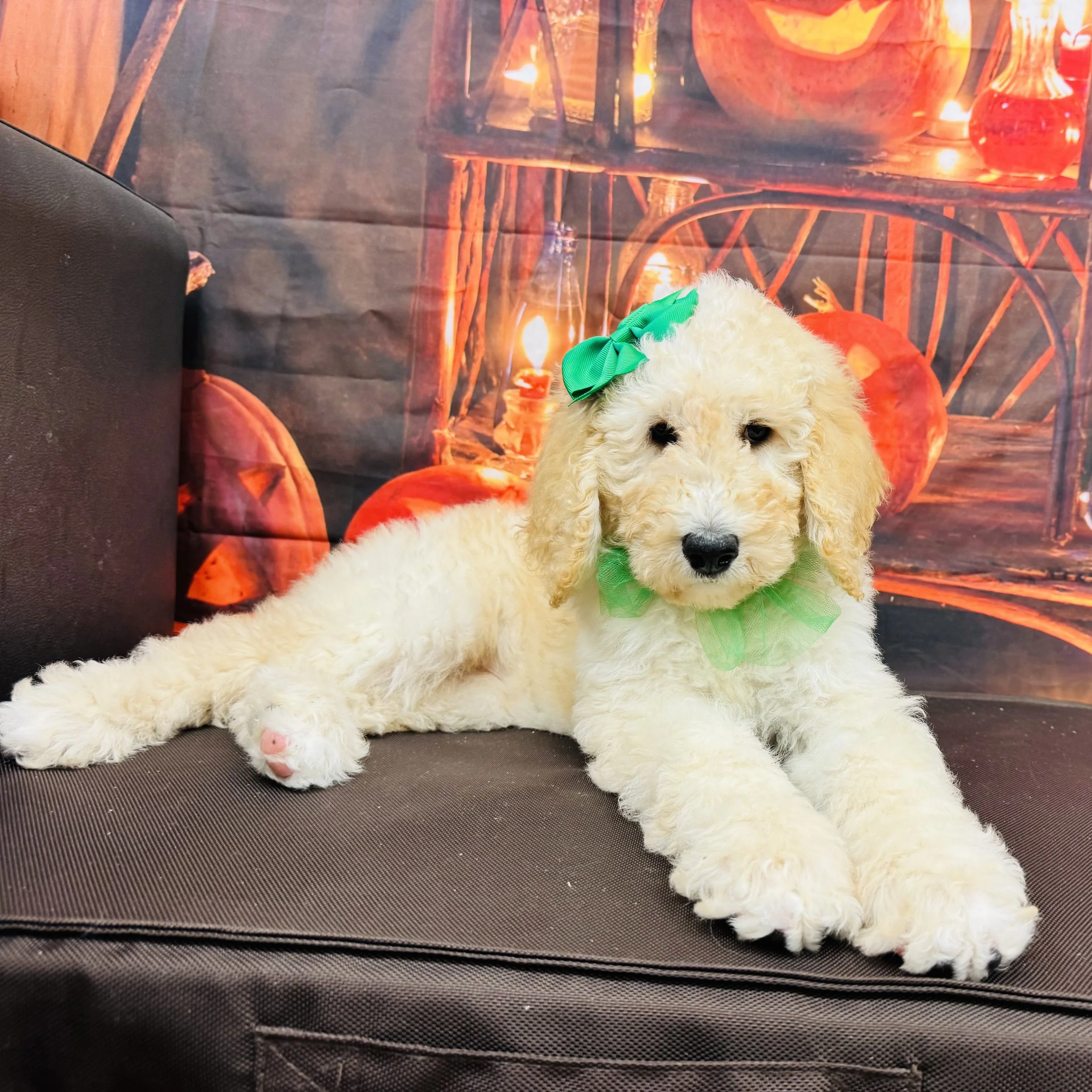 Poodle  Standard  "Rory"  11lb  Female  DOB  7/9/2026