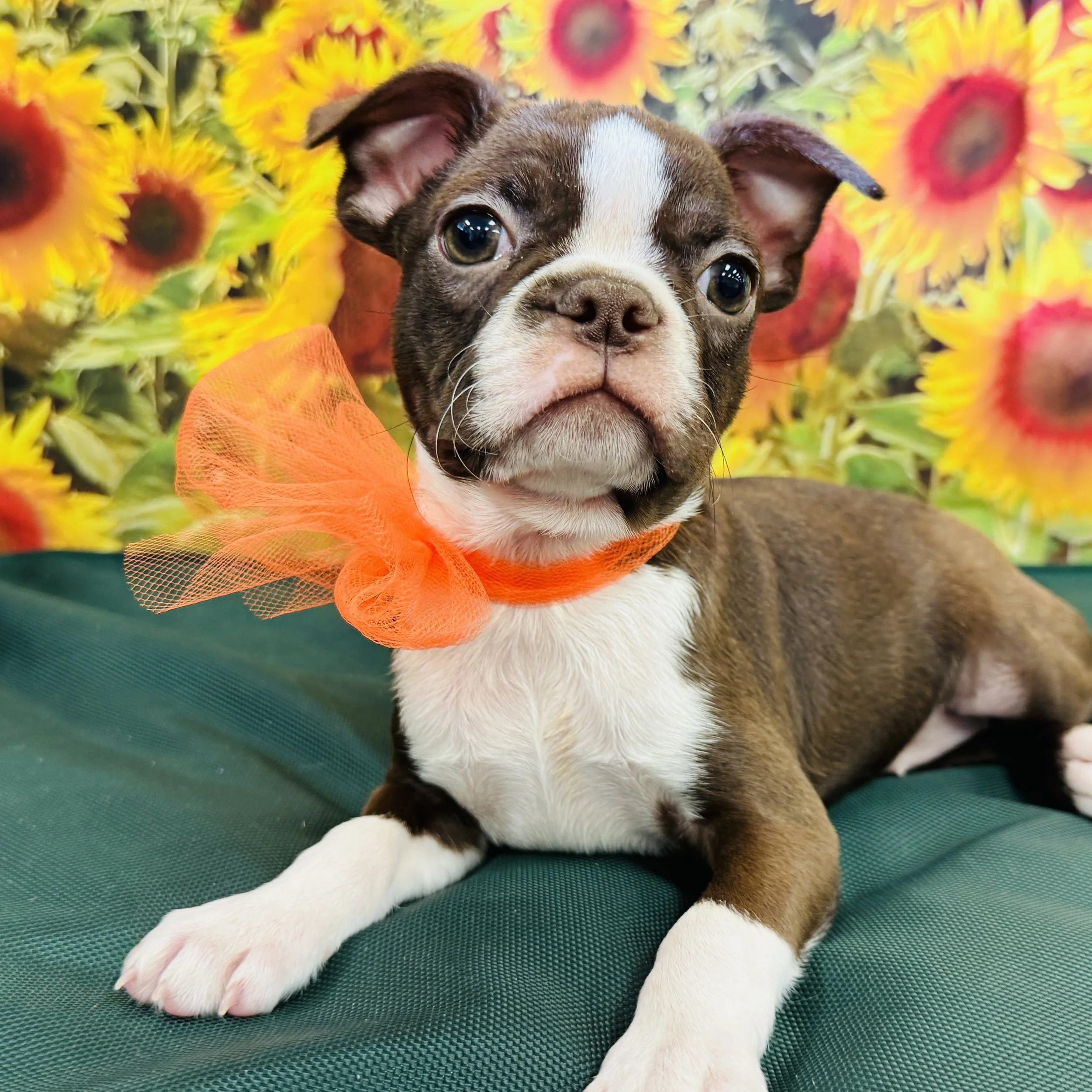 Boston Terrier "Zelda" 4.5lb Female DOB 6/20/2025