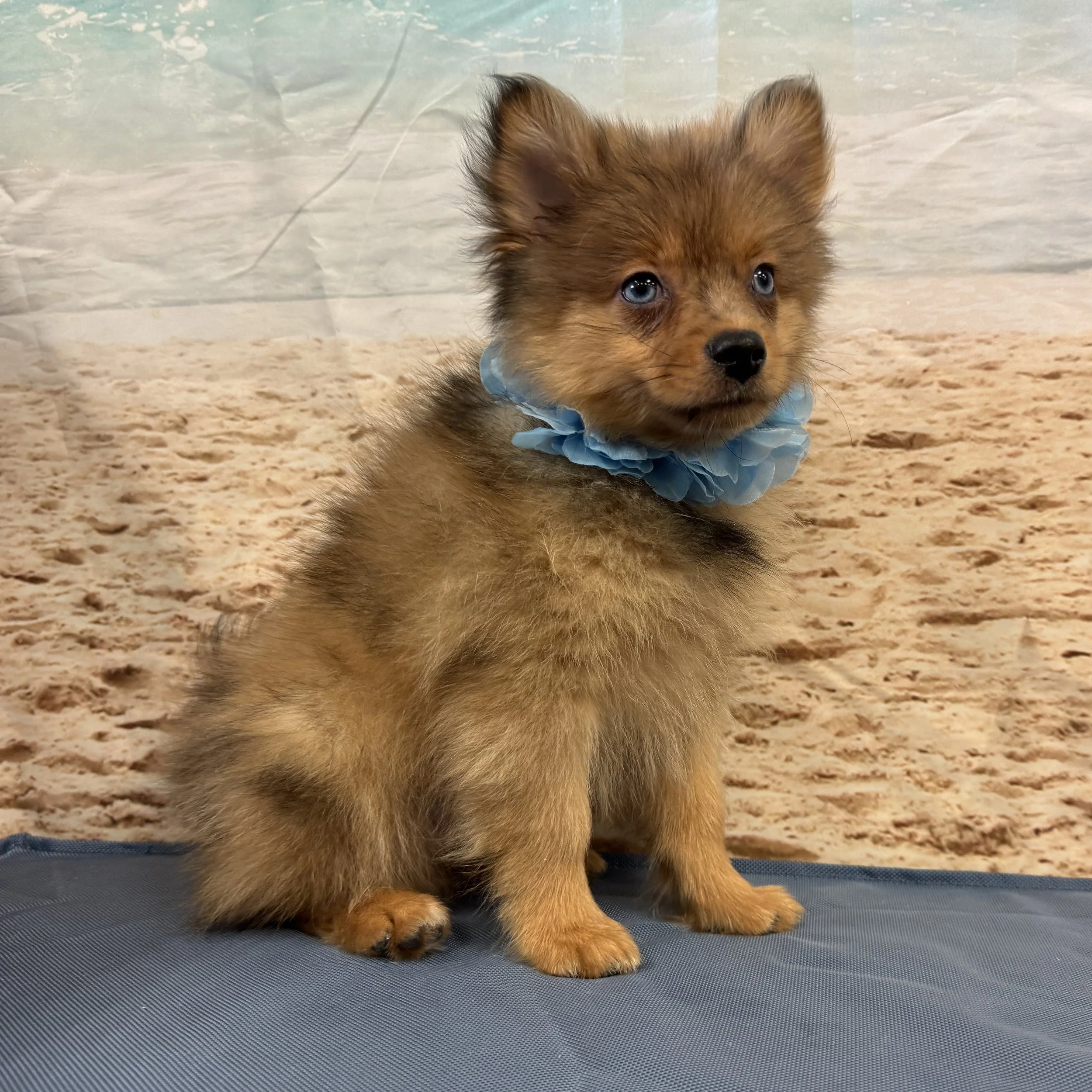Pomeranian "Bowie" 3 1/2lb Male DOB 5/7/2025