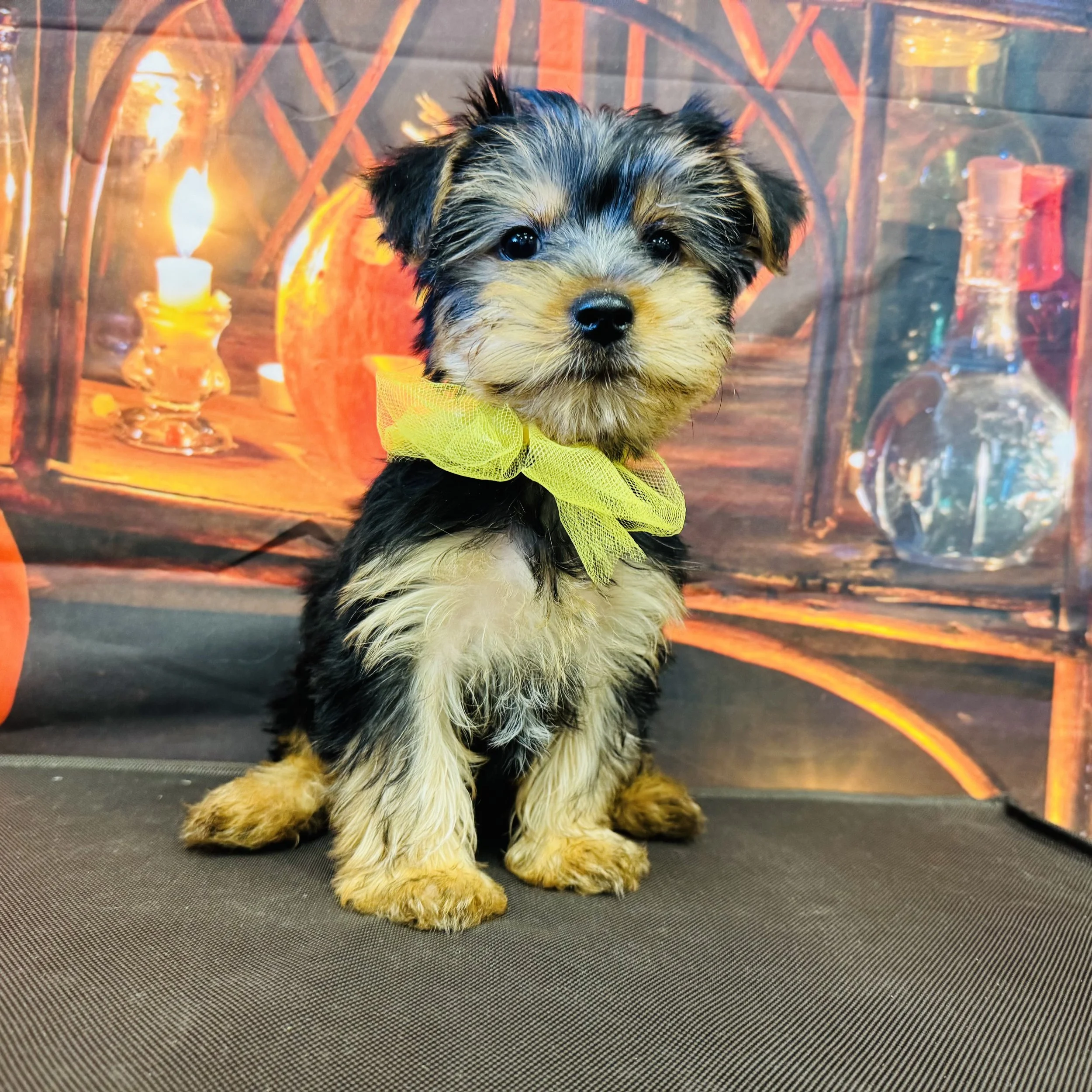 Yorkie  "Havoc"  3lb  Male  DOB  7/3/2026