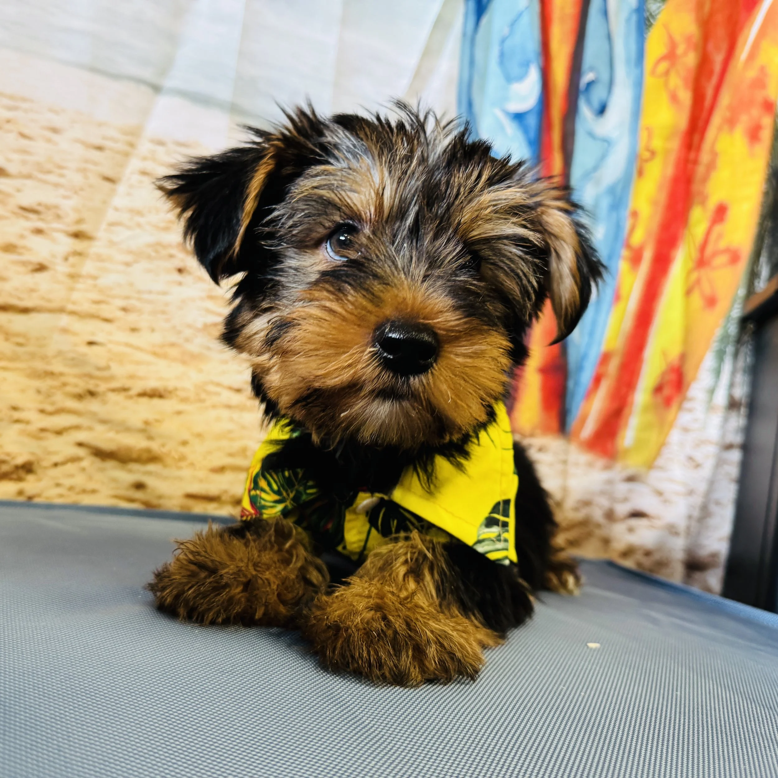 Yorkie "Jedi" 4lb Male DOB 4/29/2025