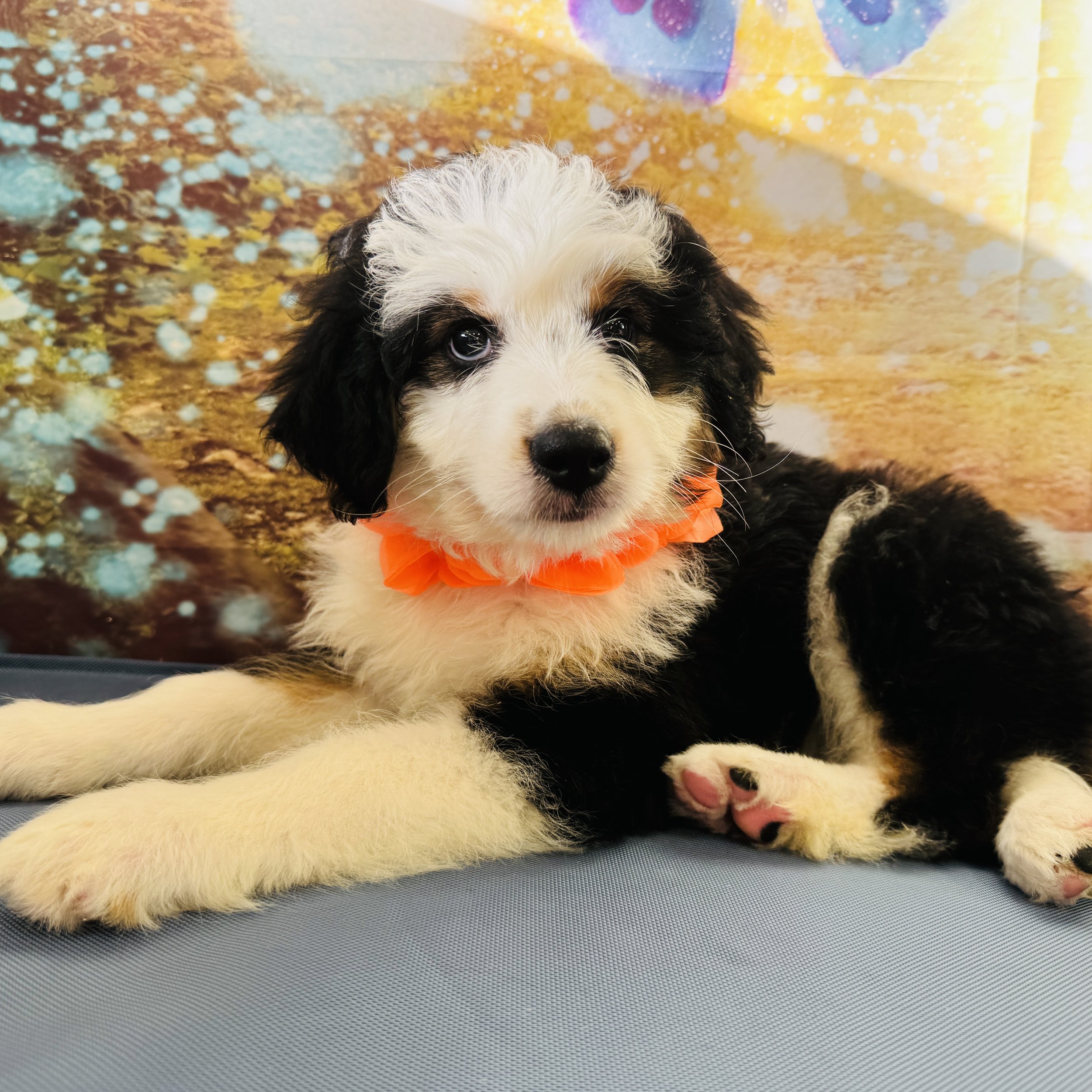 Aussiedoodle  "Hollywood"  8lb  Male  DOB  3/29/2026