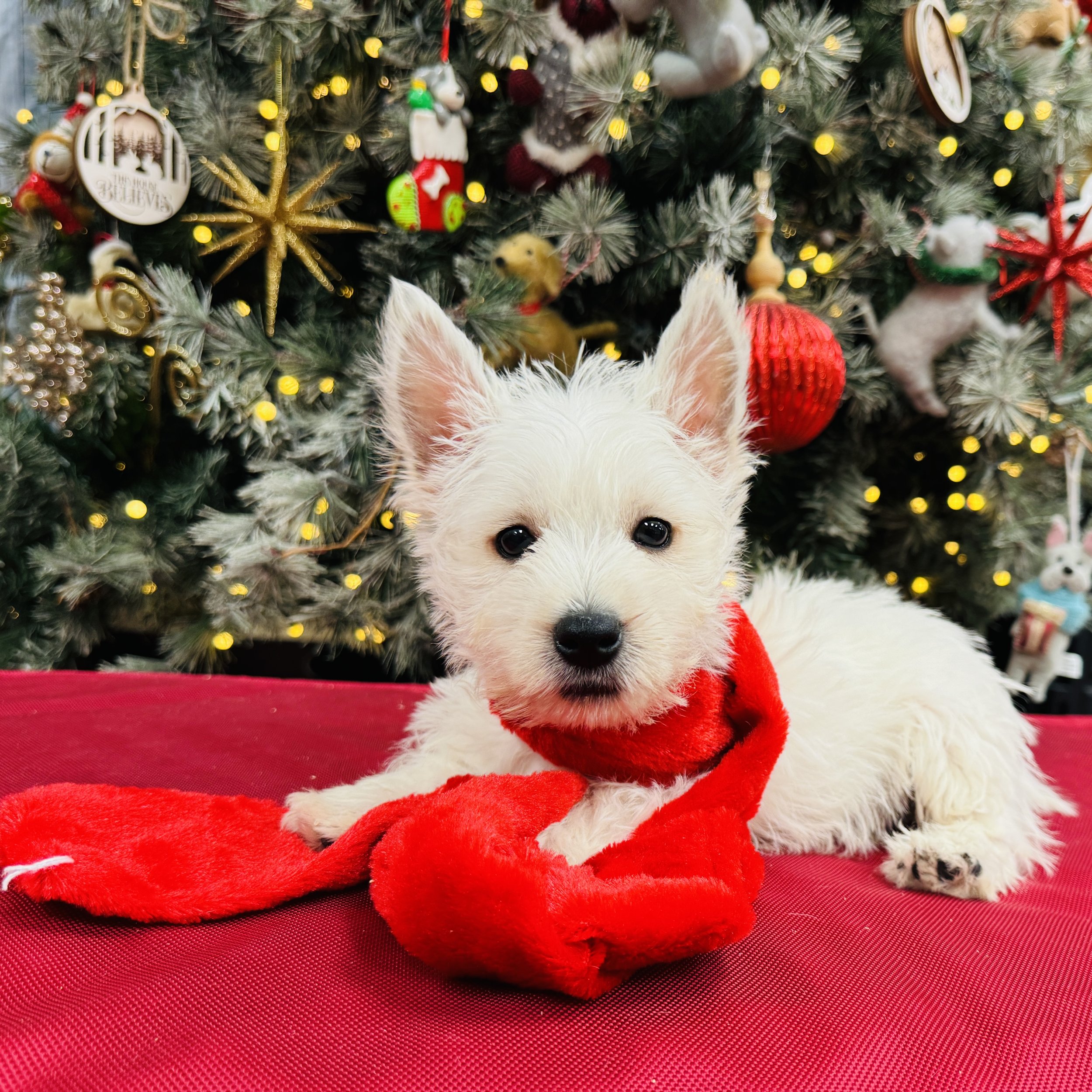 Westie  "Blitzen"  3.4lb  Male  DOB  10/15/2025