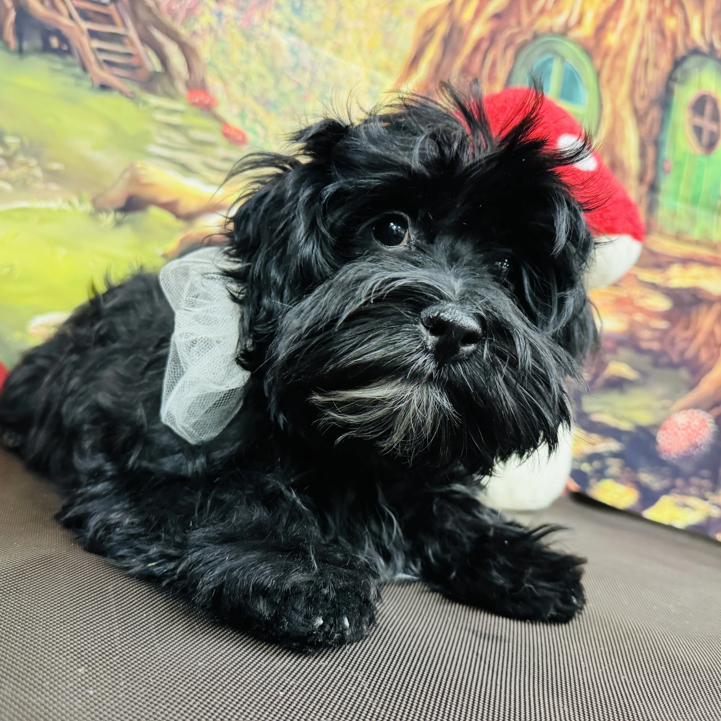 Havanese  "Dash"  7lb  Male  DOB  10/7/2025