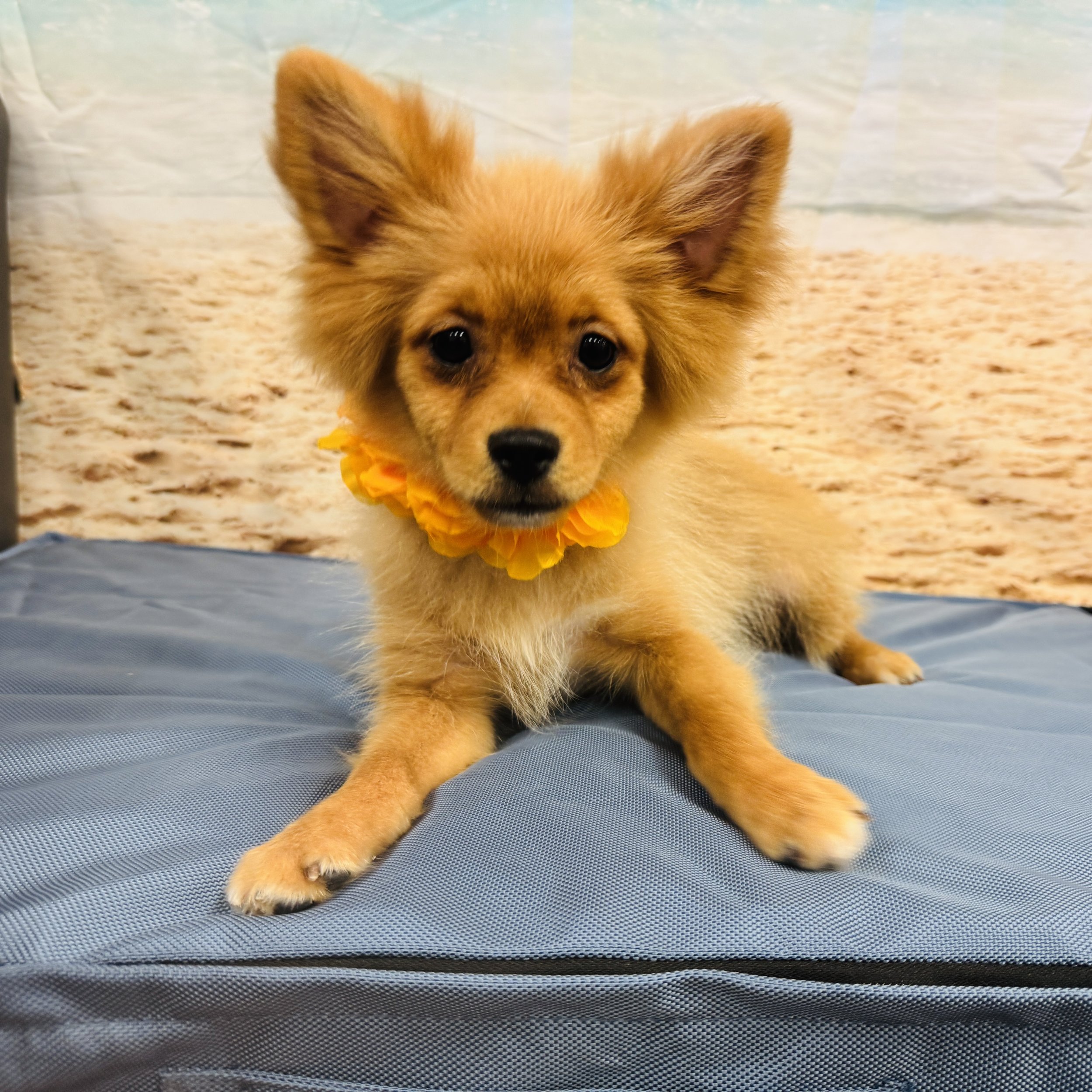 Pomeranian "Whizbee" 6lb Male DOB 2/22/2025