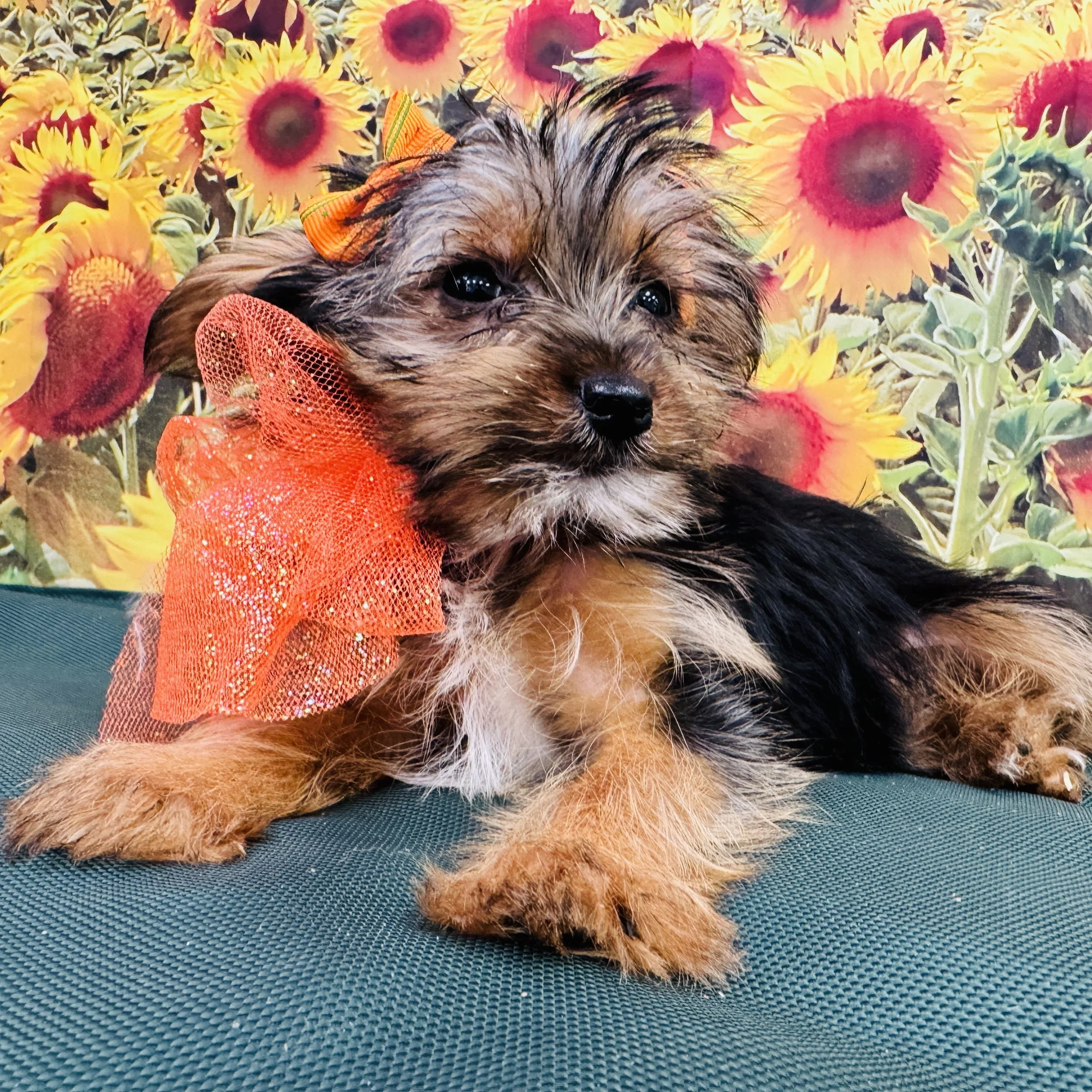 Yorkie "Thimble" 2lb Female DOB 6/1/2025