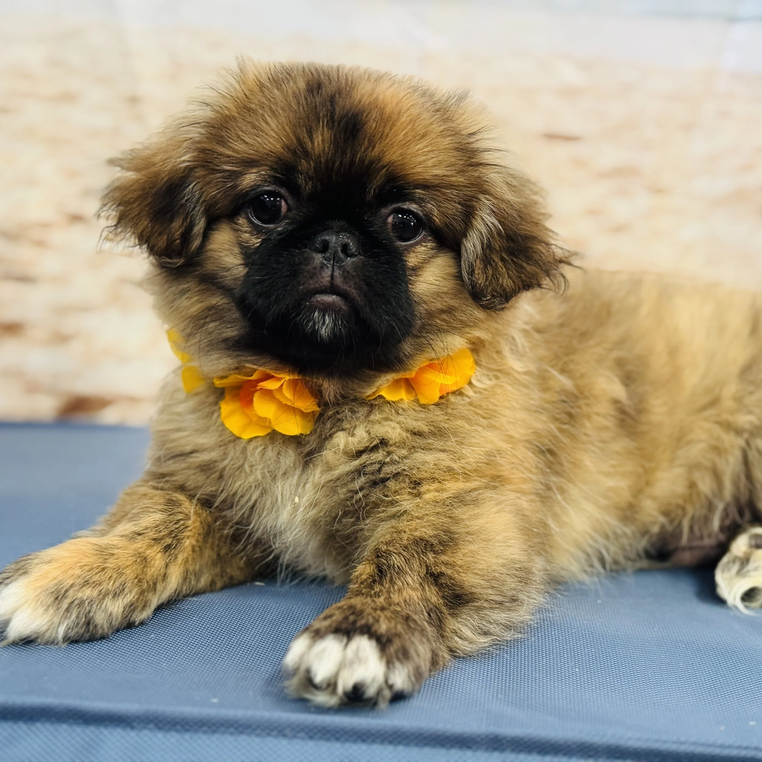 Pekingese "Wookie" 4lb Male DOB 4/25/2025