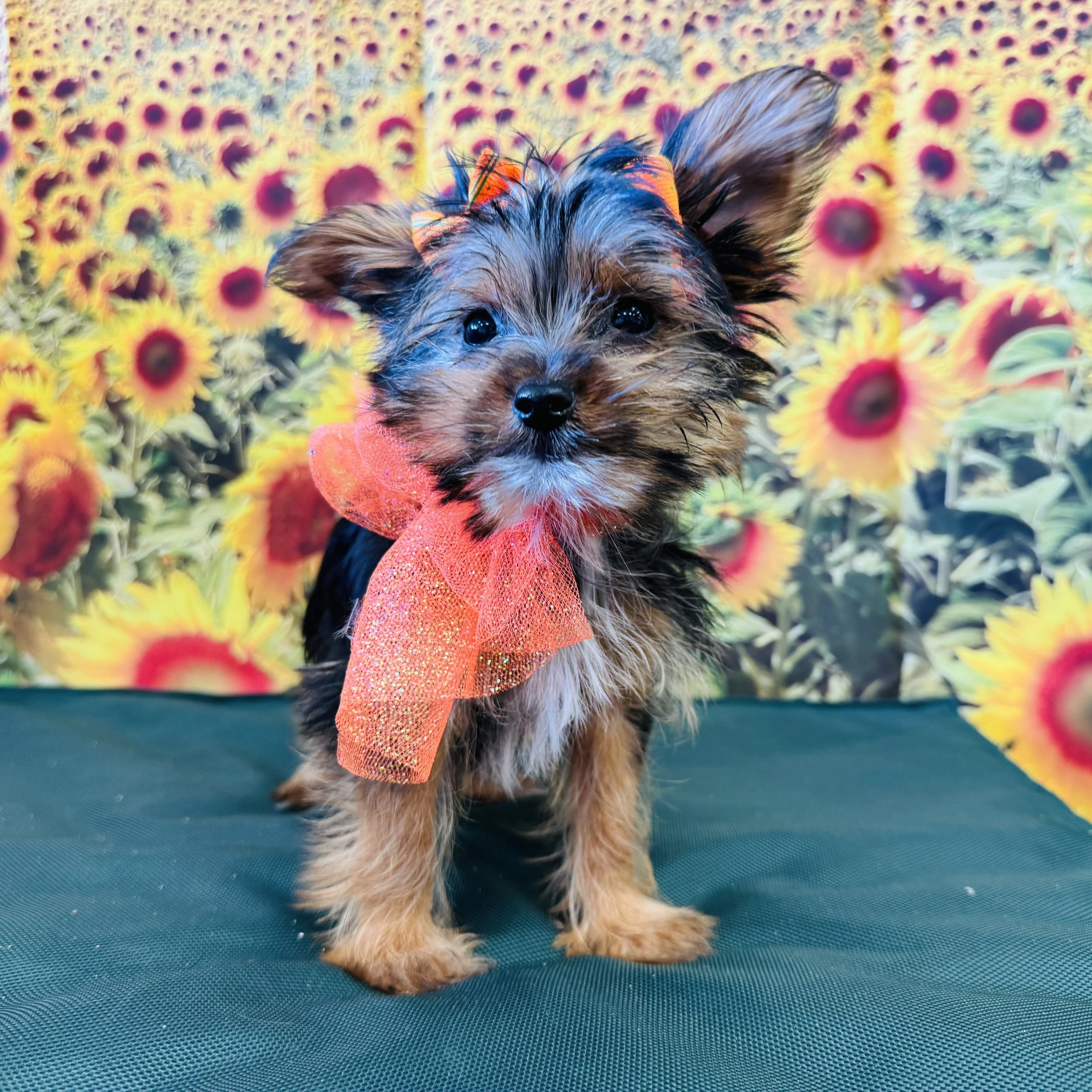 Yorkie "Thimble" 2lb Female DOB 6/1/2025
