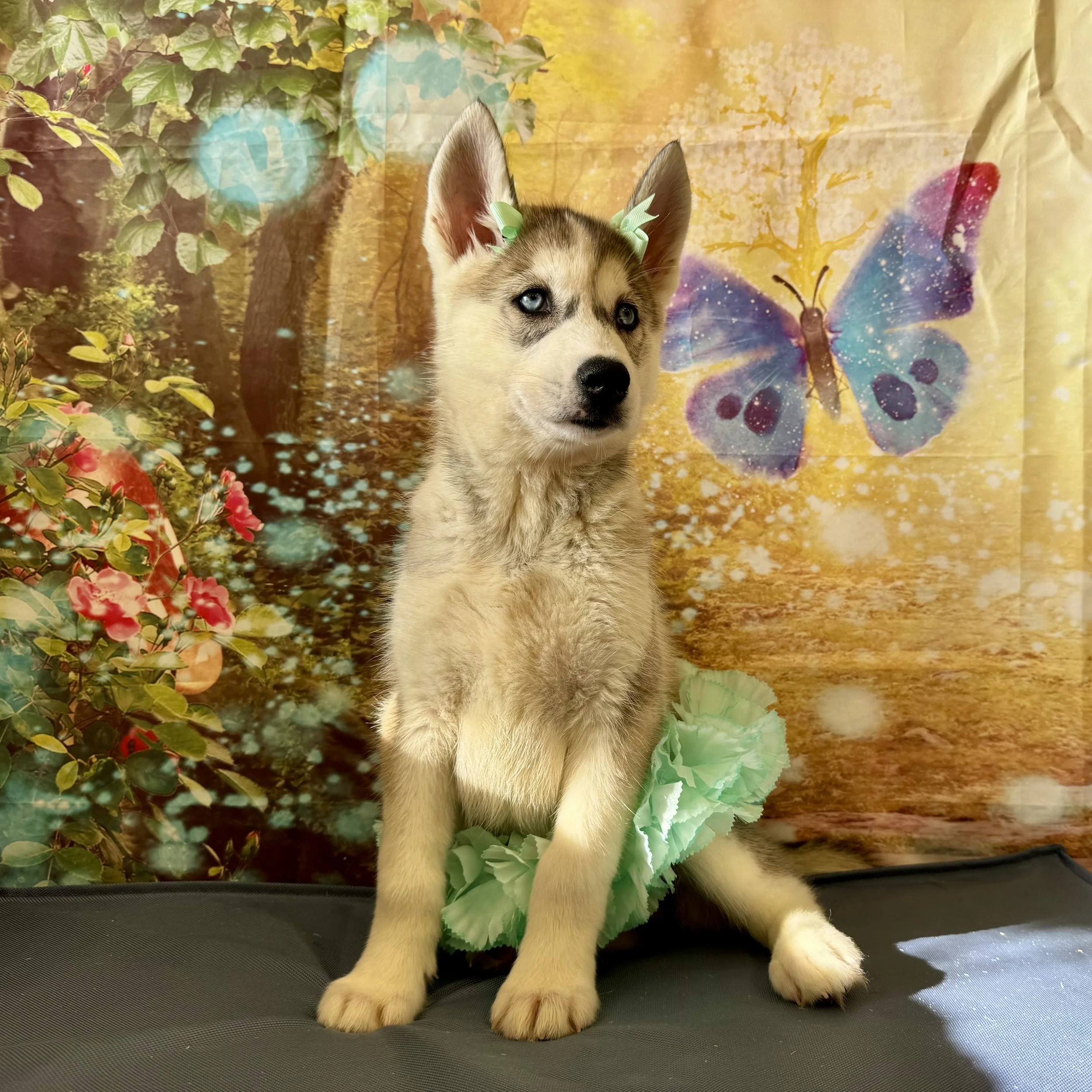 Husky  "Sunny"  11lb  Female  DOB  4/22/2026