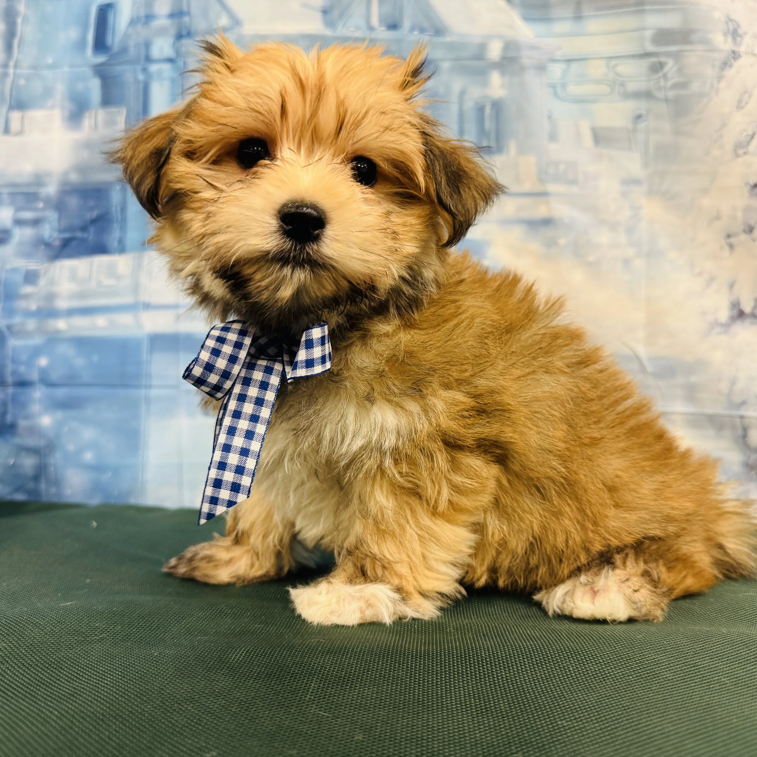 Morkie  "Sir Archibald Wagsworth"  3lb  Male  DOB  11/2/2025