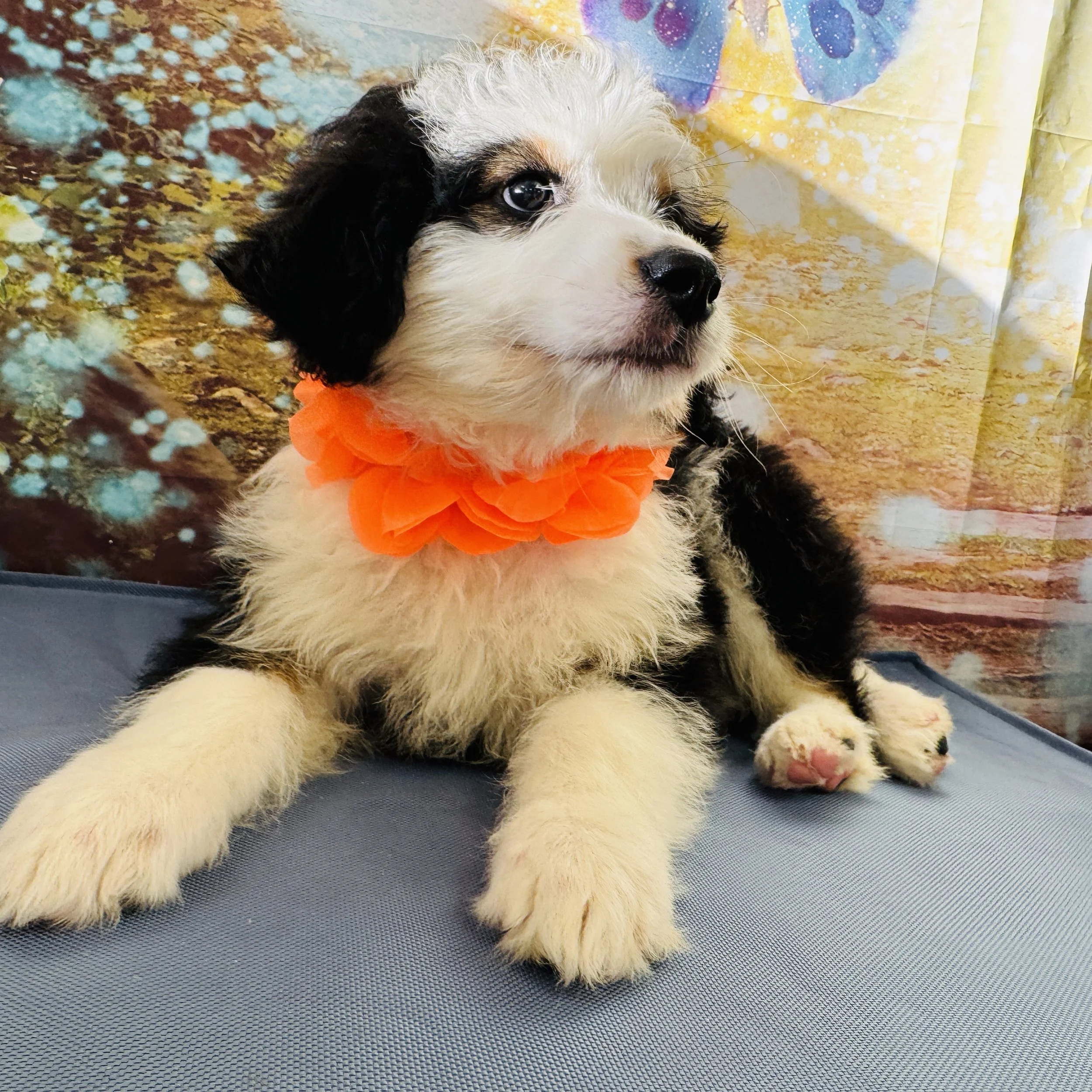 Aussiedoodle  "Hollywood"  8lb  Male  DOB  3/29/2026