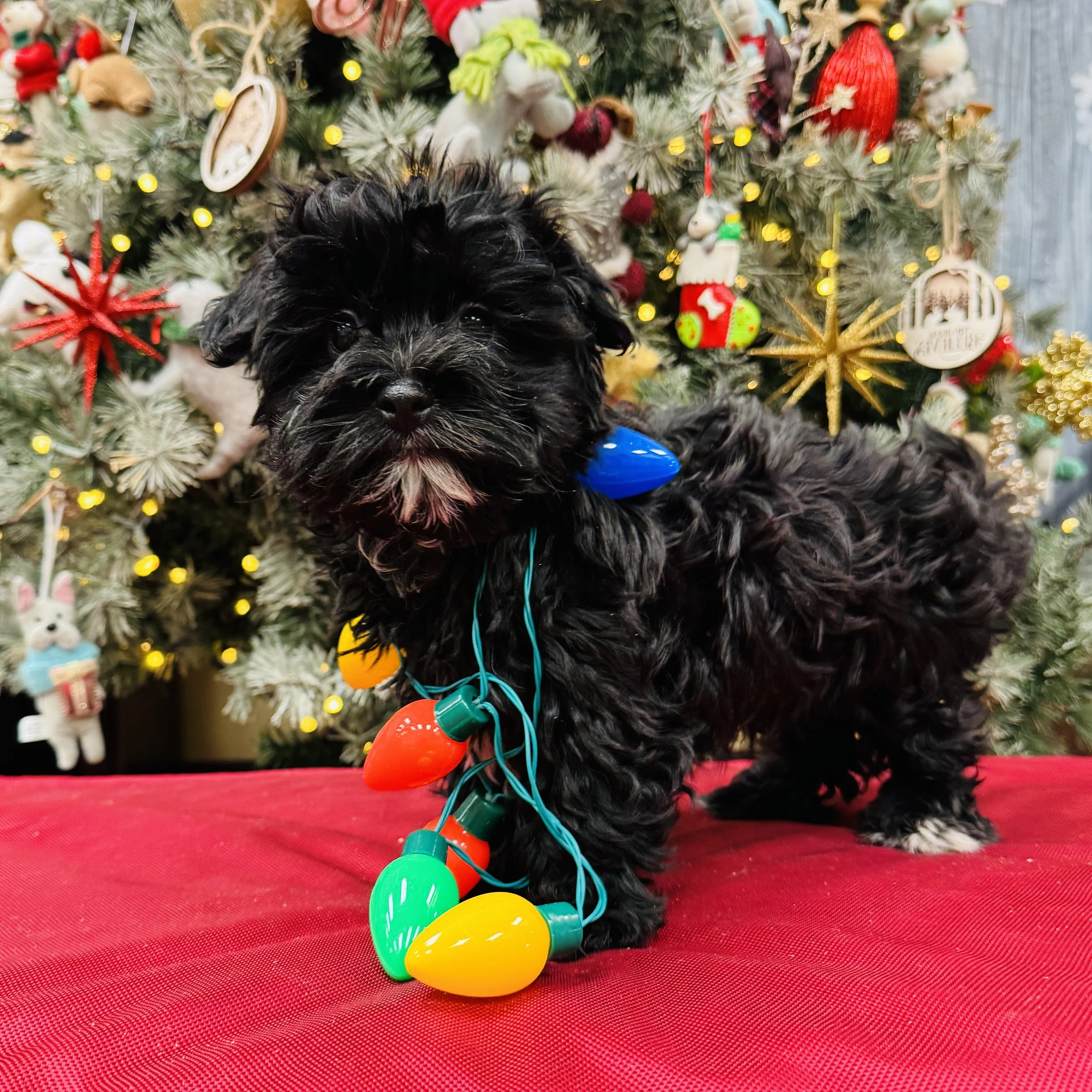 Havanese  "Dasher"  3.5lb  Male  DOB  10/7/2025