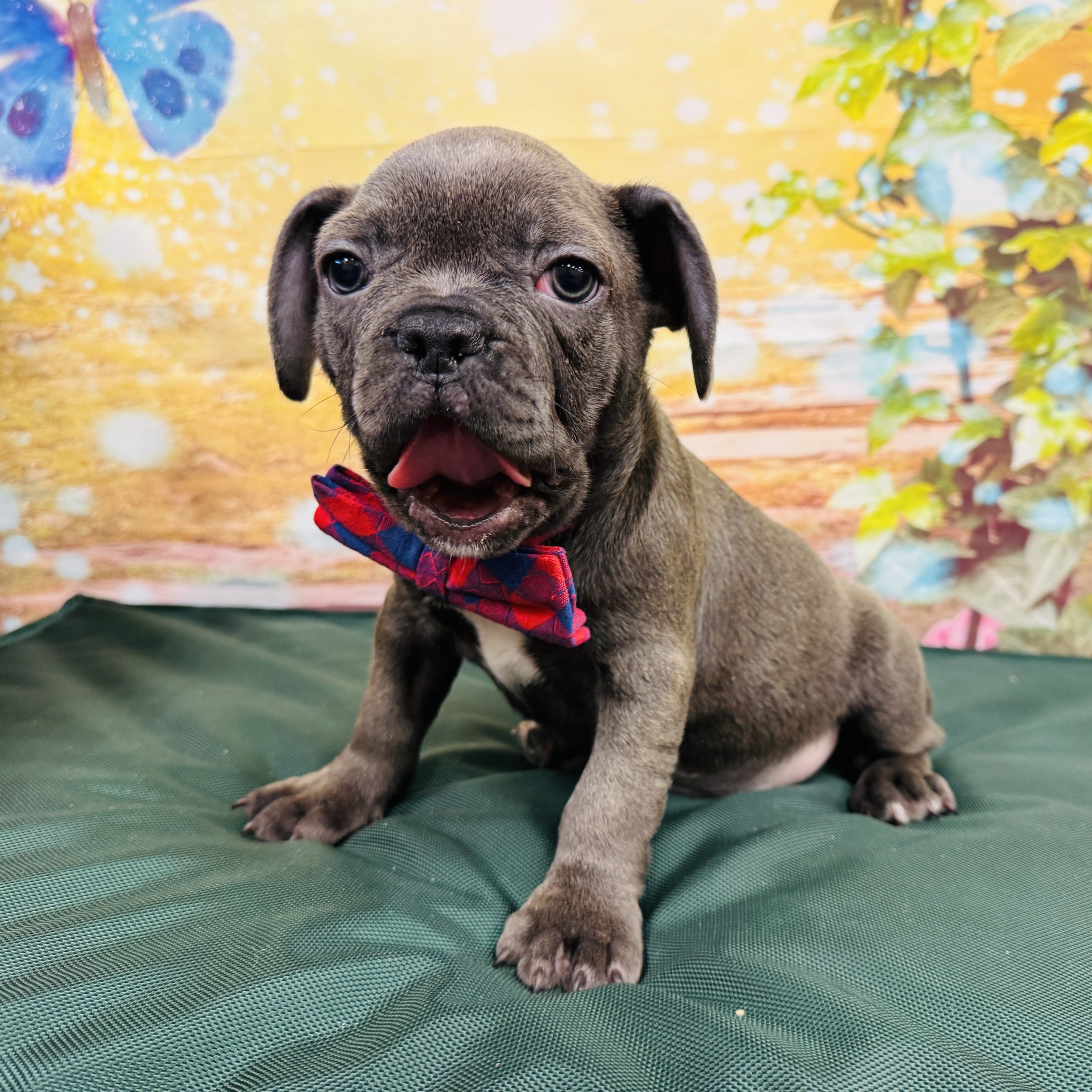 Frenchie "Grover" 6.10lb Male DOB 4/19/2025