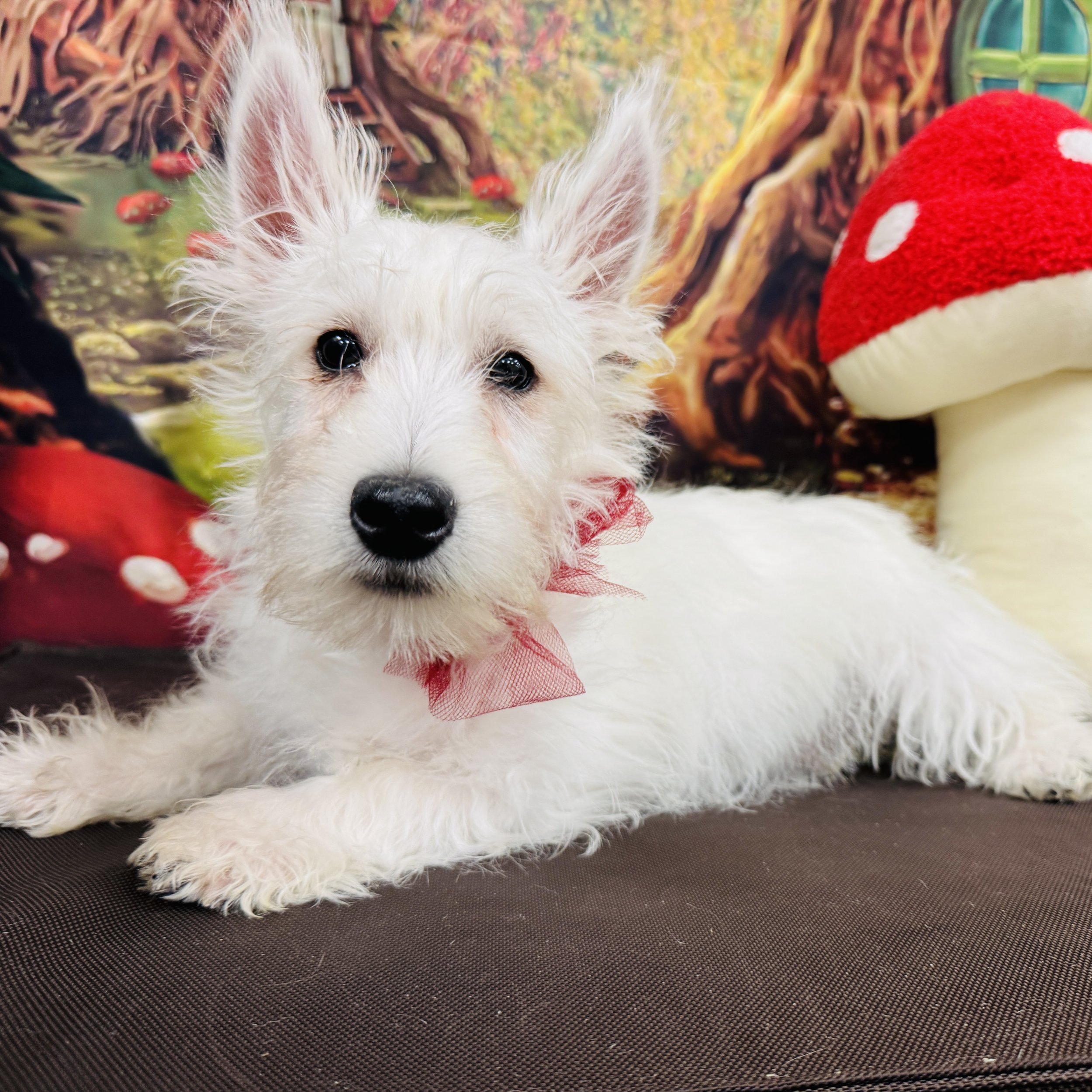 Westie  "Blitzen"  8lb  Male  DOB  10/15/2025