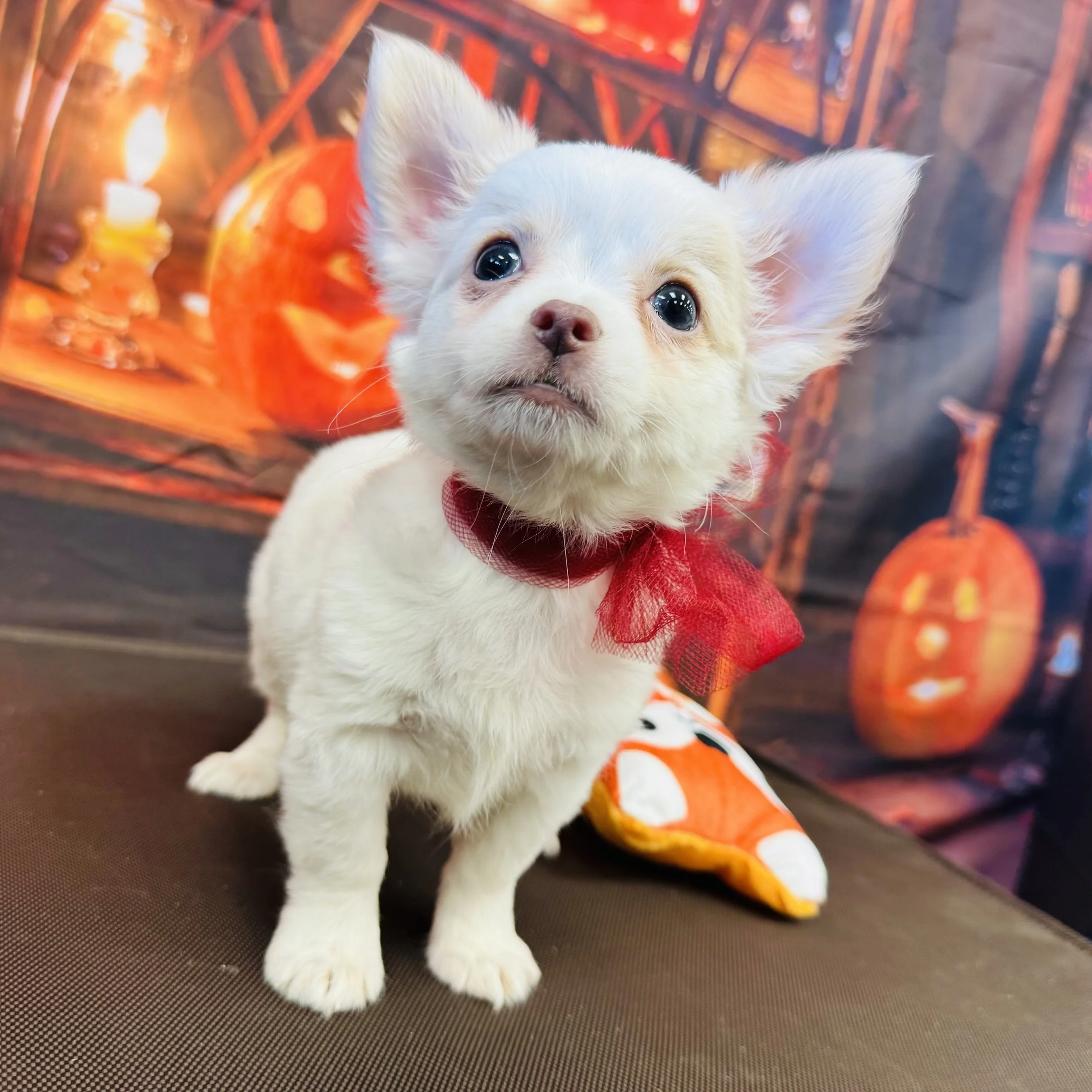 Chihuahua     "Sprite"  2lb  Male  DOB  7/11/2026
