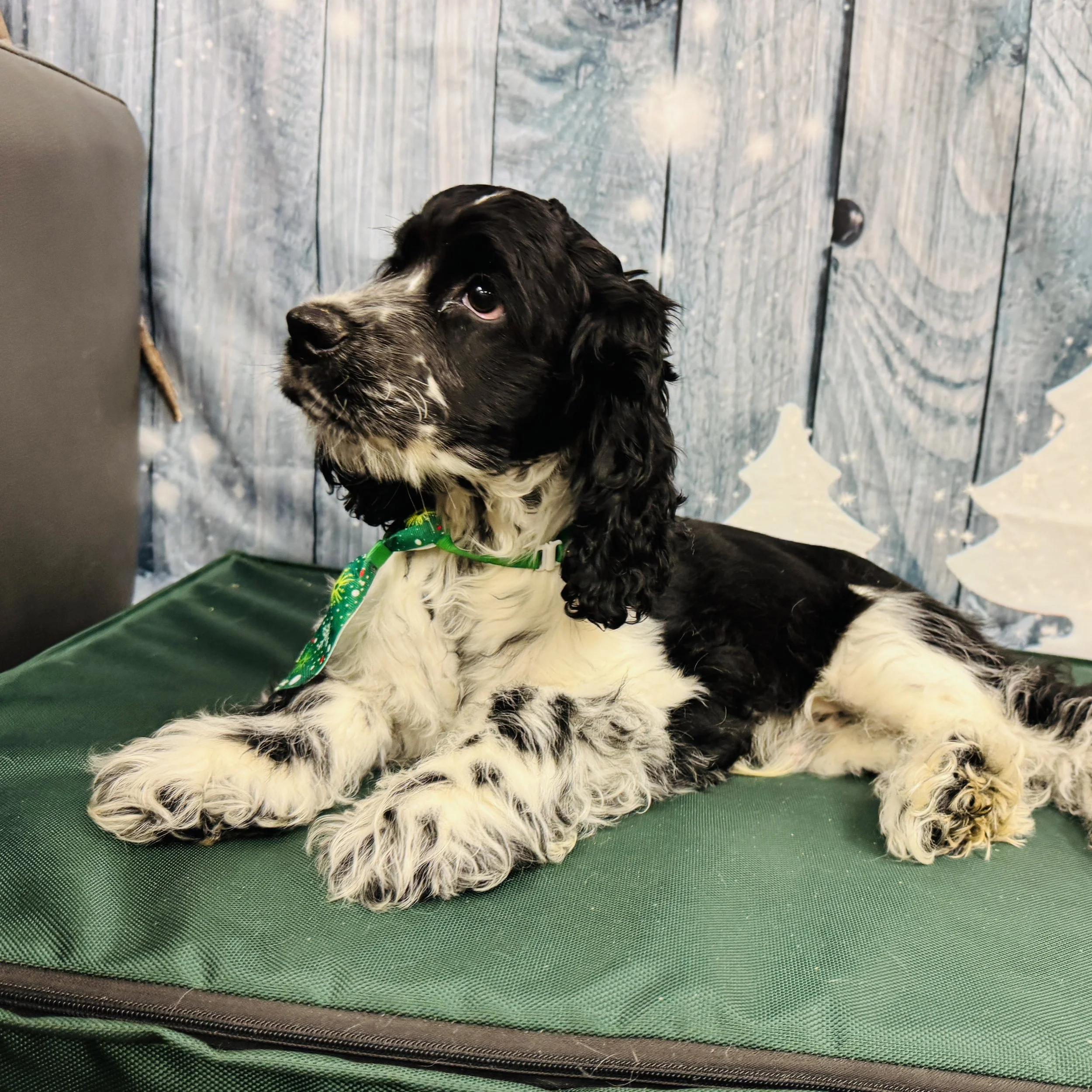 Cocker Spaniel  "S'mores"  10lb   Male  DOB  8/5/2025