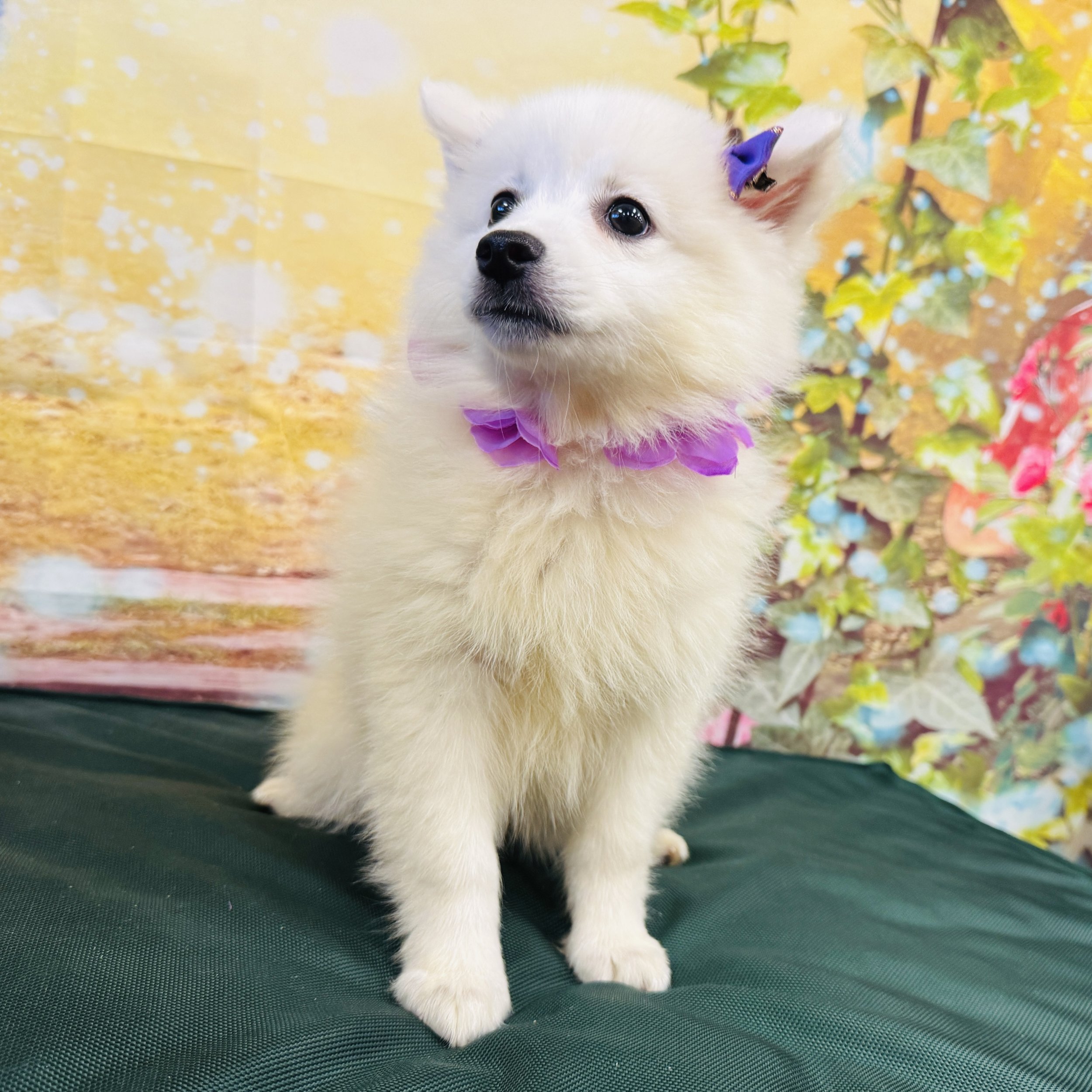 Mini American Eskimo "Adeline" 4.6lb Female DOB 4/13/2025