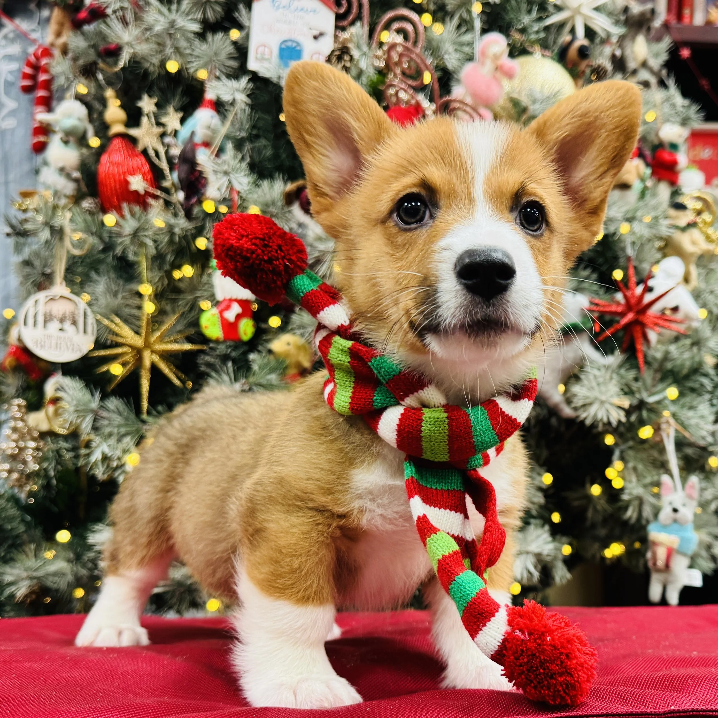 Corgi  "Pretzel"  6lb  Male  DOB  10/7/2025