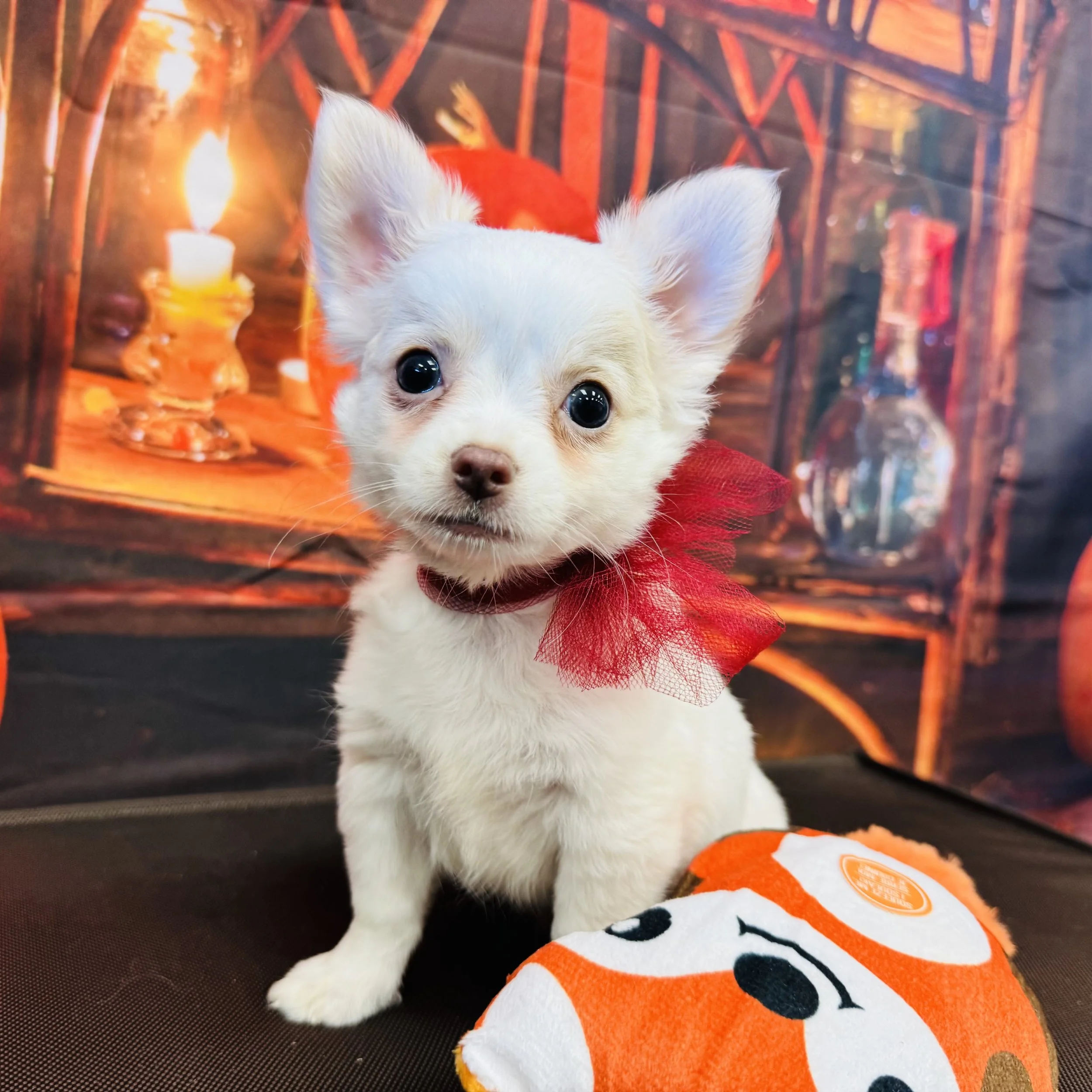 Chihuahua     "Sprite"  2lb  Male  DOB  7/11/2026