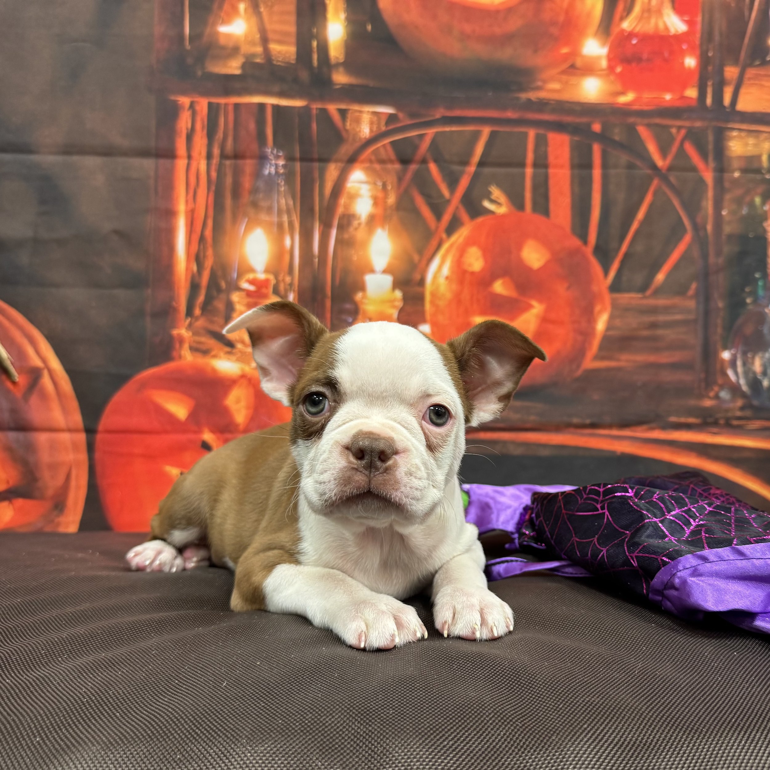 Boston Terrier  "Cheerio"   4lb  Female  DOB  
8/23/2026