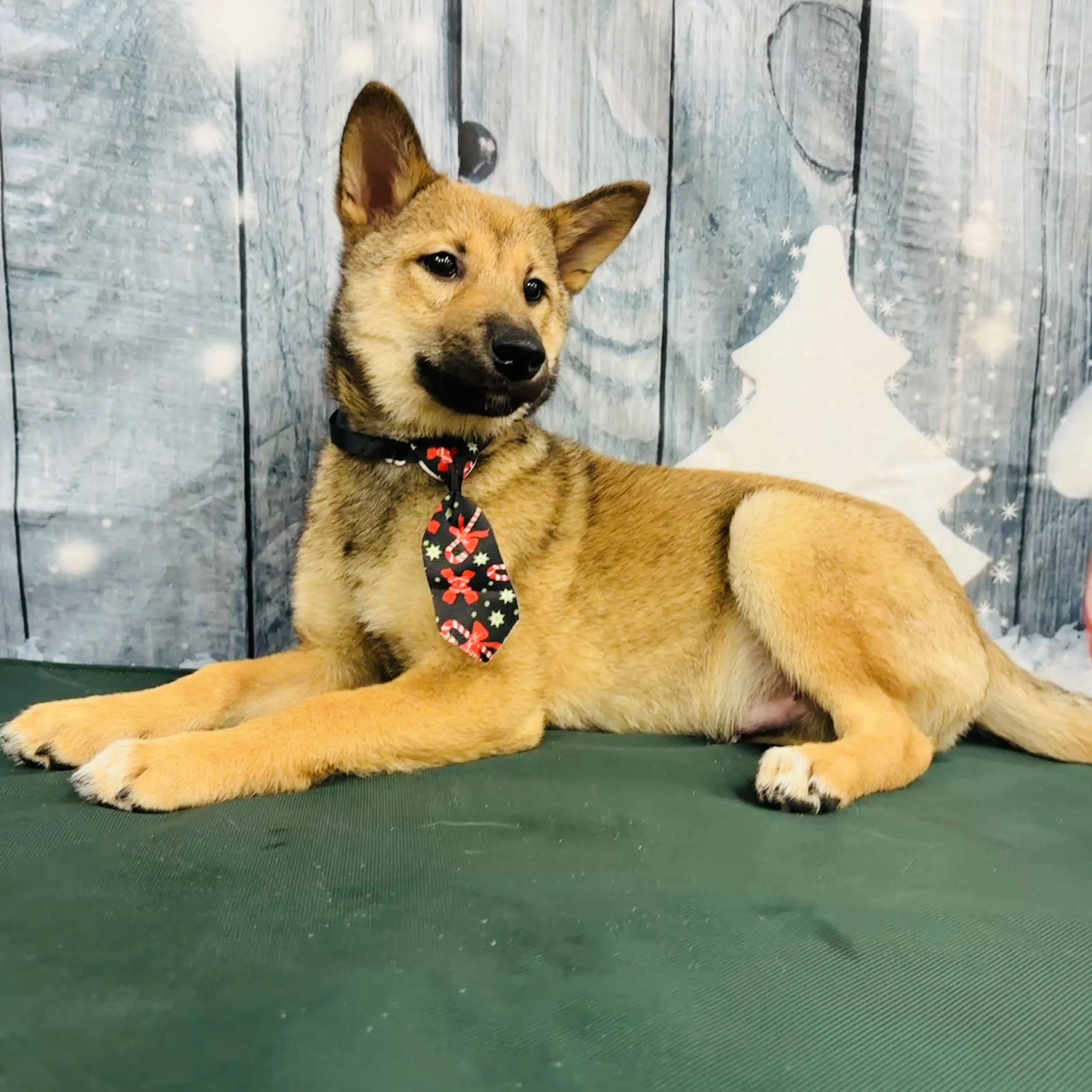 Shiba Inu  "Dante"  9lb  Male  DOB  7/30/2025