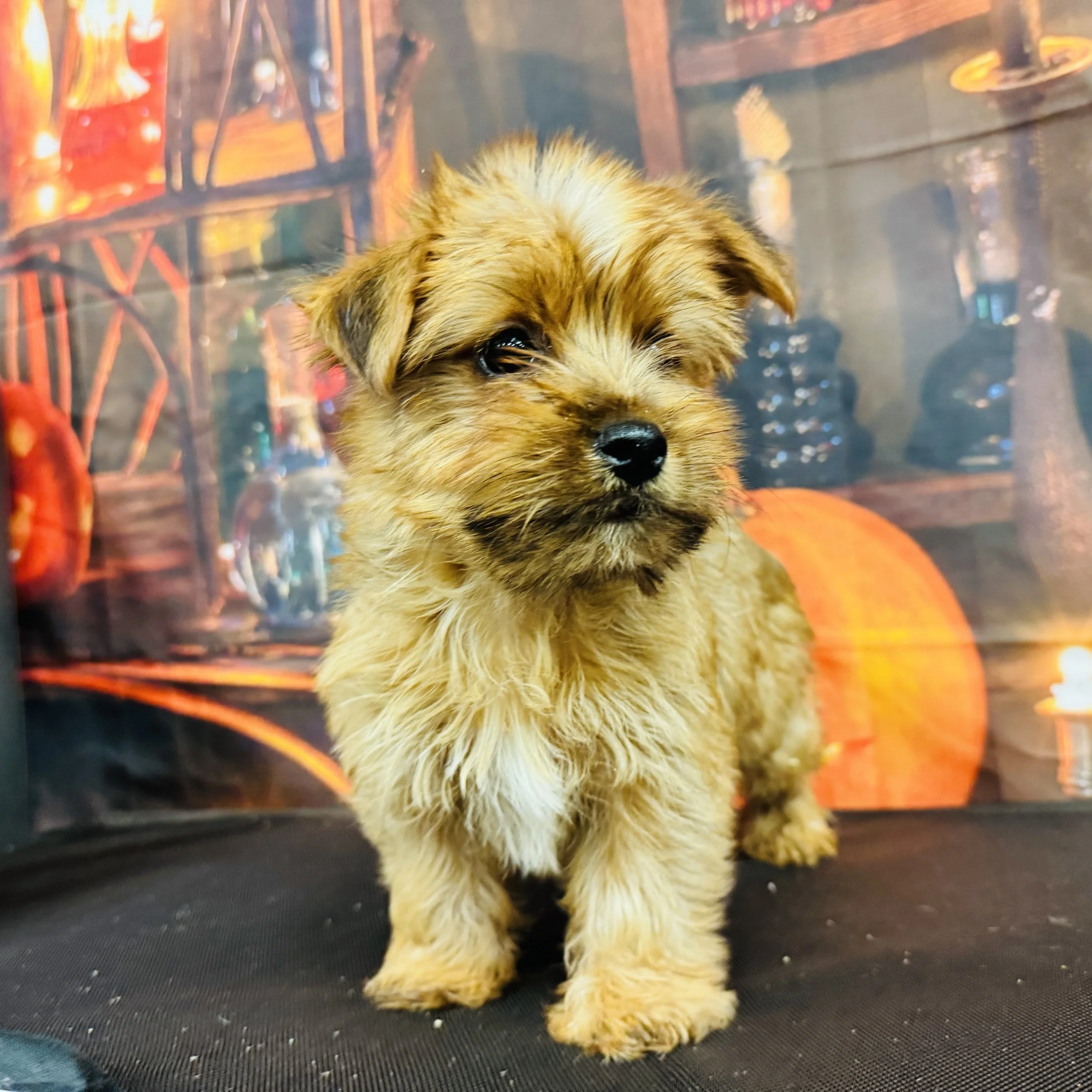 Yorkie "Hermes" 3.4lb Male DOB 8/10/2025