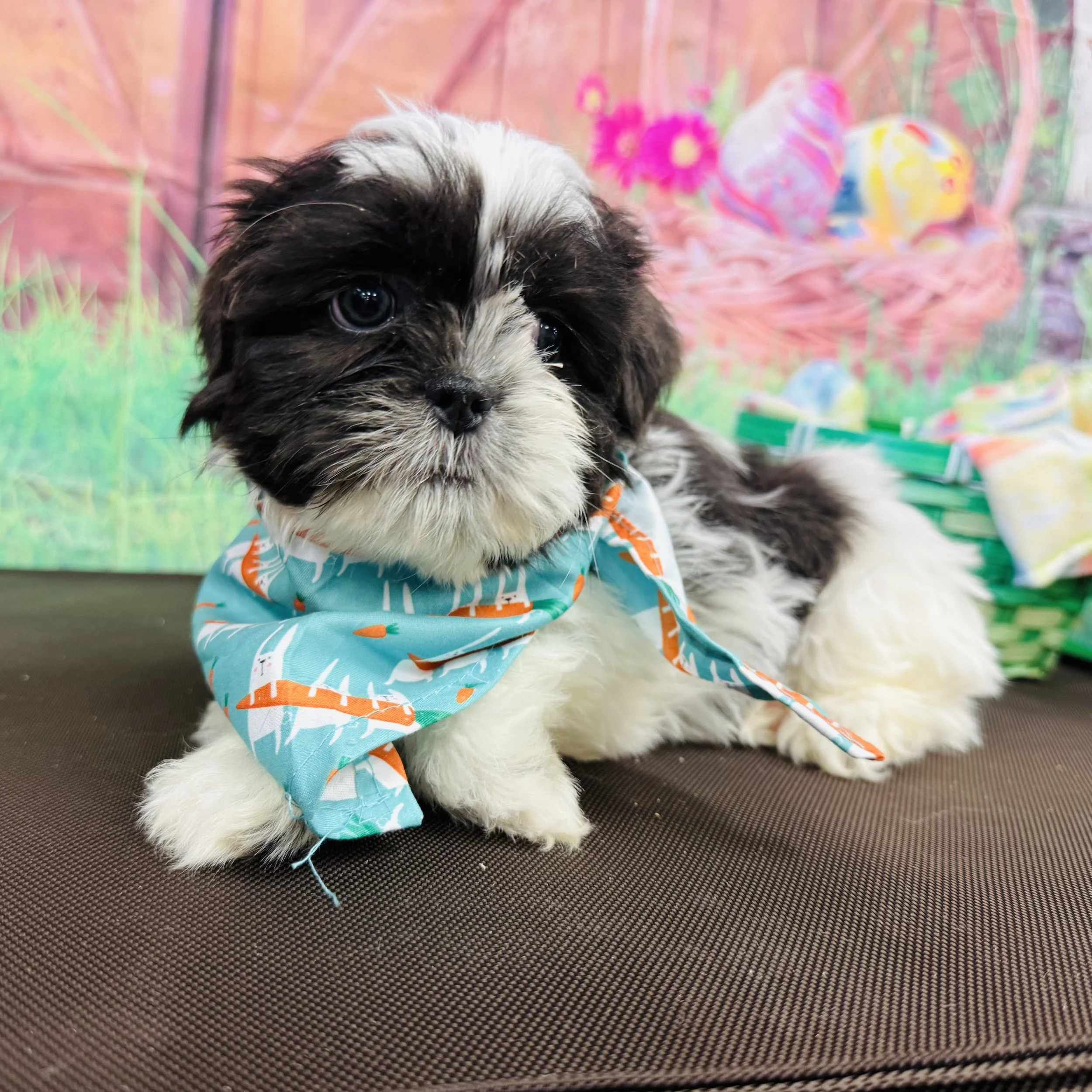 Shih Tzu "Heimerdinger" 3.5lb Male DOB 2/4/2025