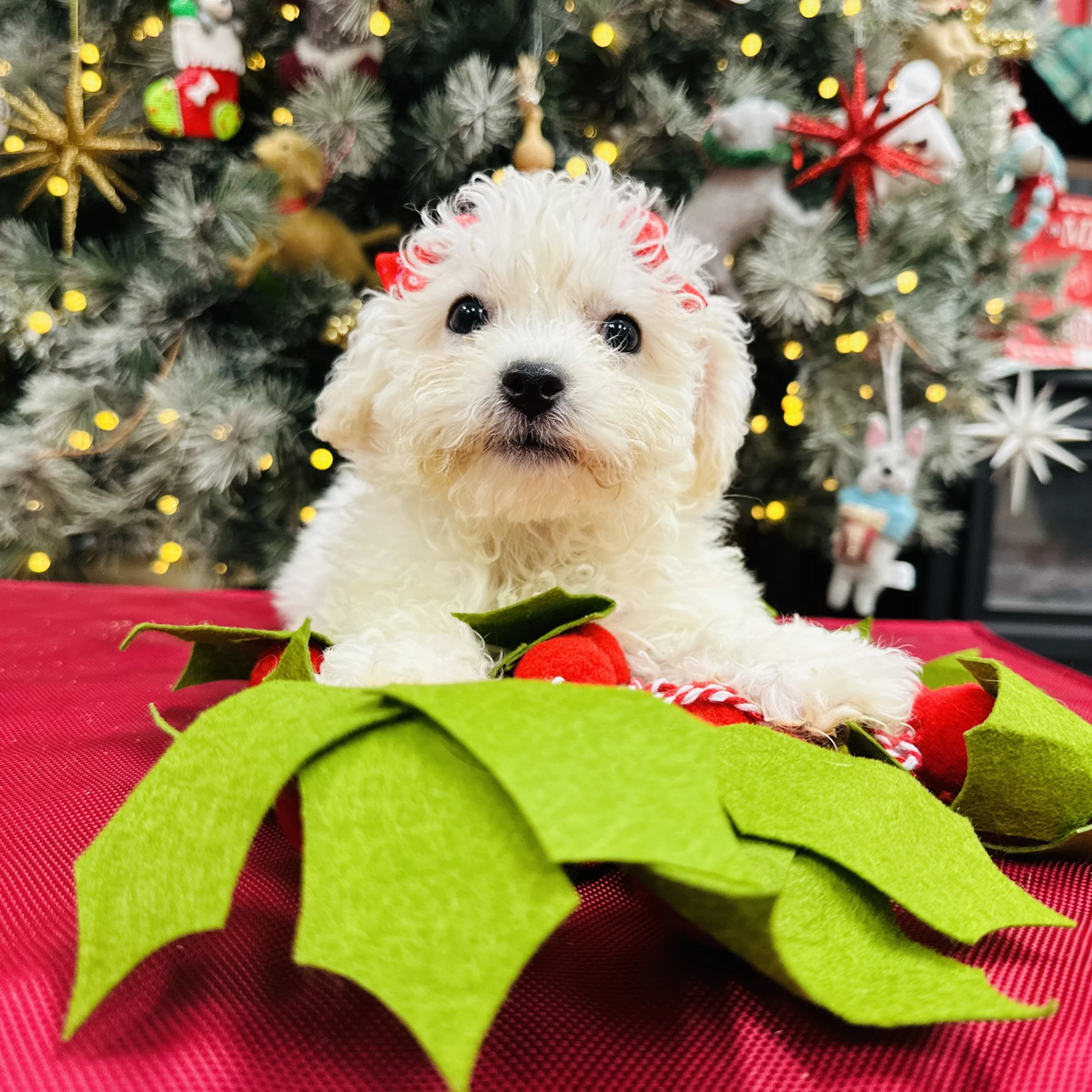 Bichon  "Dove"  3lb  Female  DOB  10/4/2025