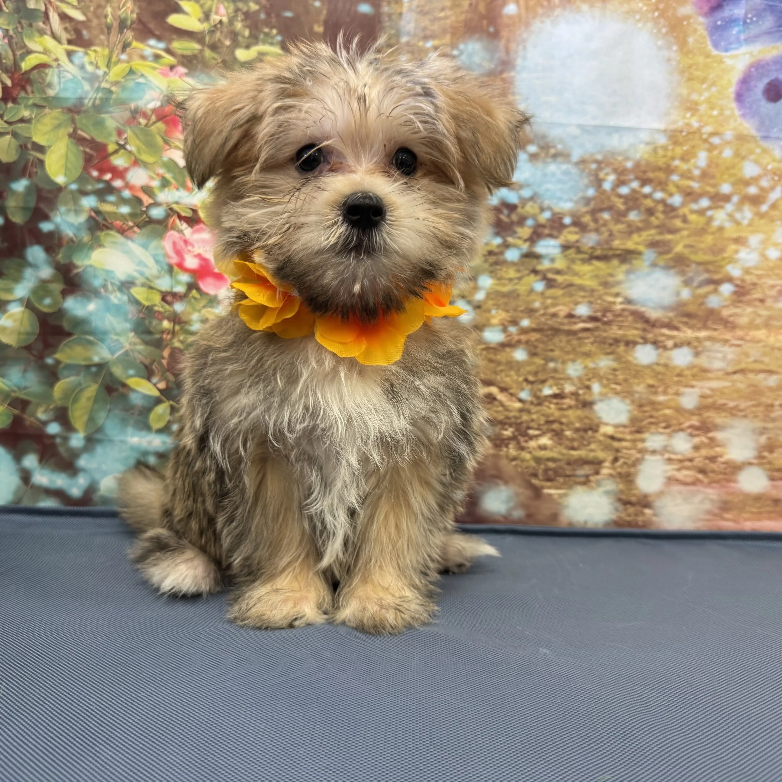 Morkie  "Crumbcake"  3lb  Male  DOB  6/11/2026