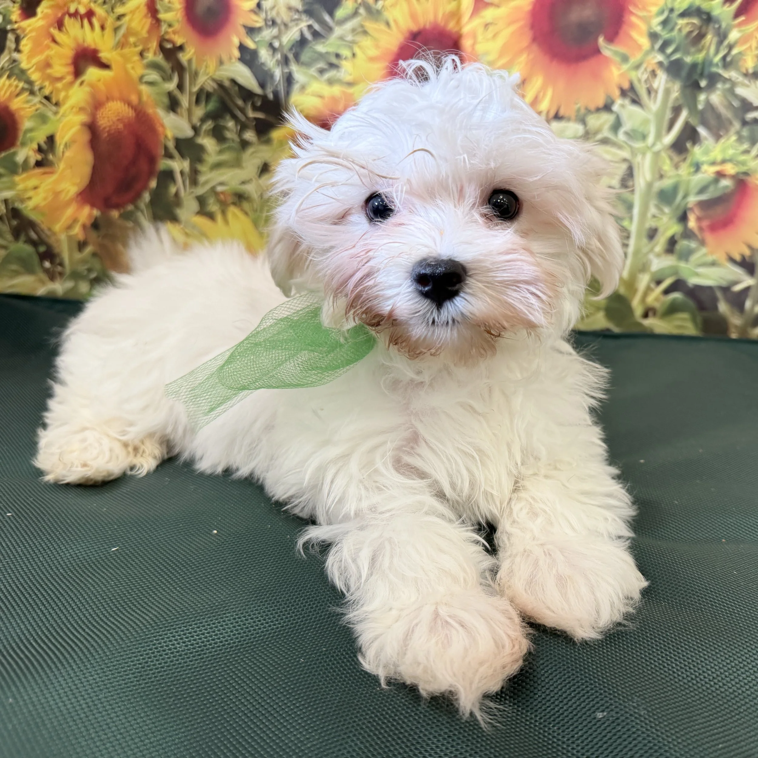 Maltese "Newman" 3lb Male DOB 6/6/2025