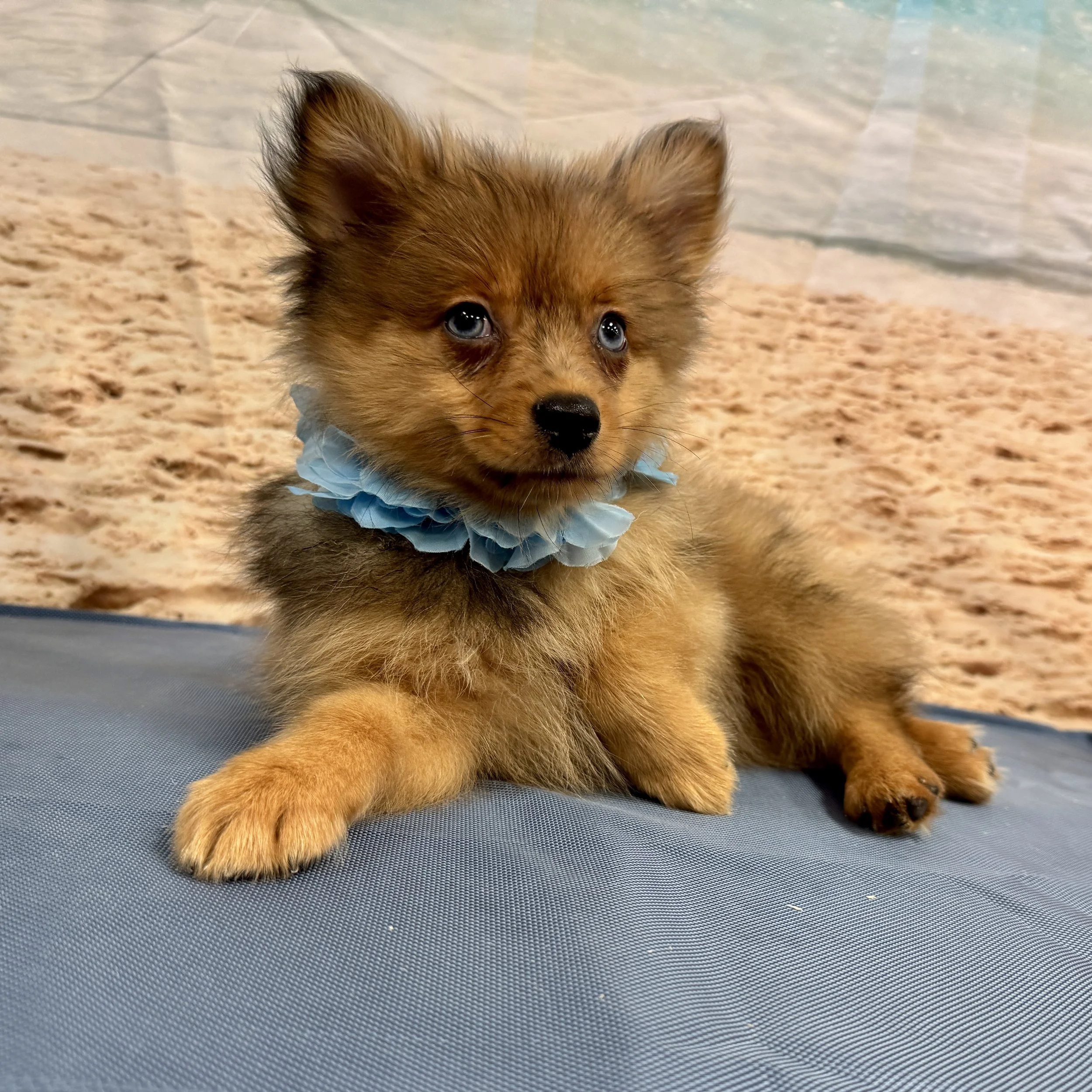 Pomeranian "Bowie" 3 1/2lb Male DOB 5/7/2025