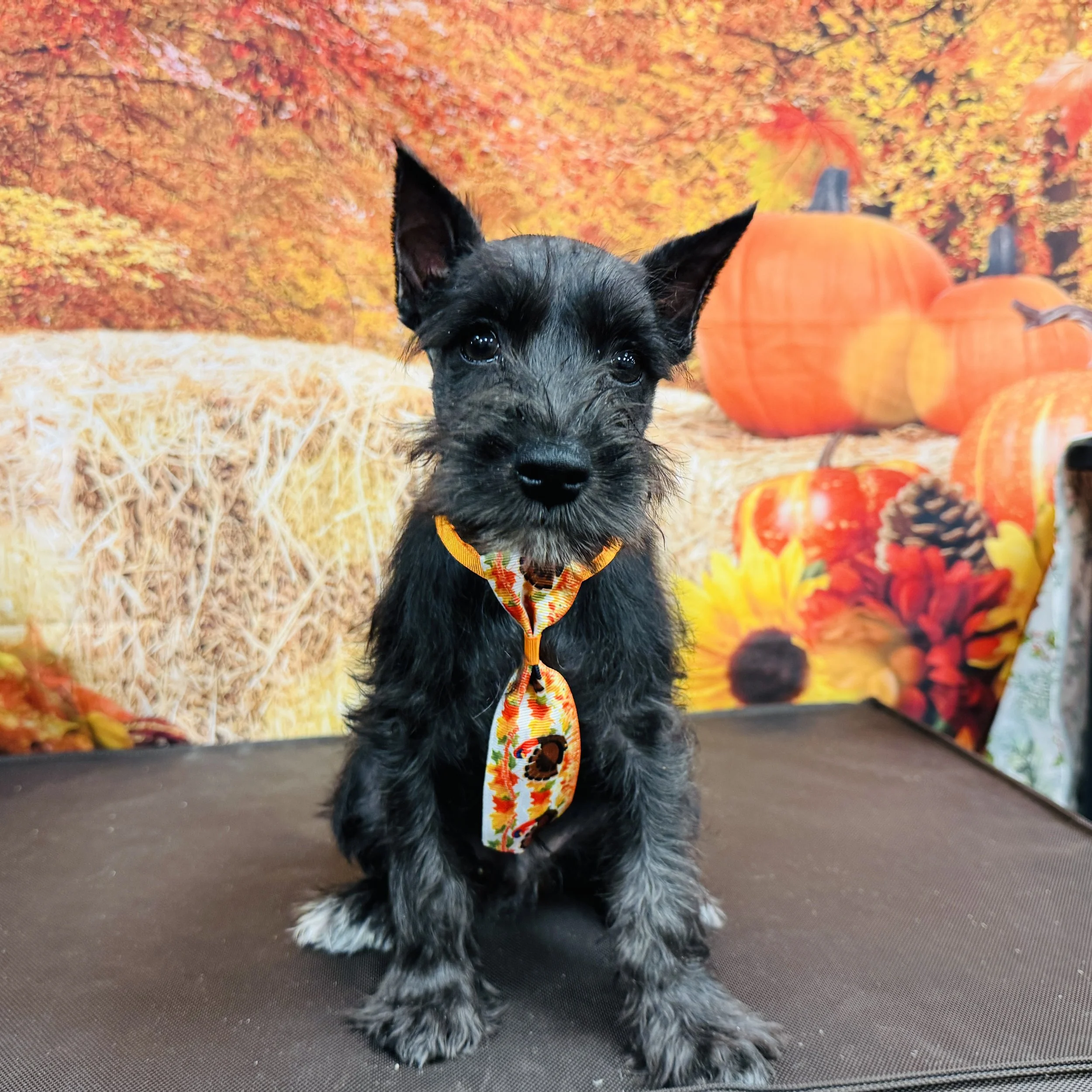 Mini Schnauzer  "Edmond" 5lb  Male  DOB  9/9/2025