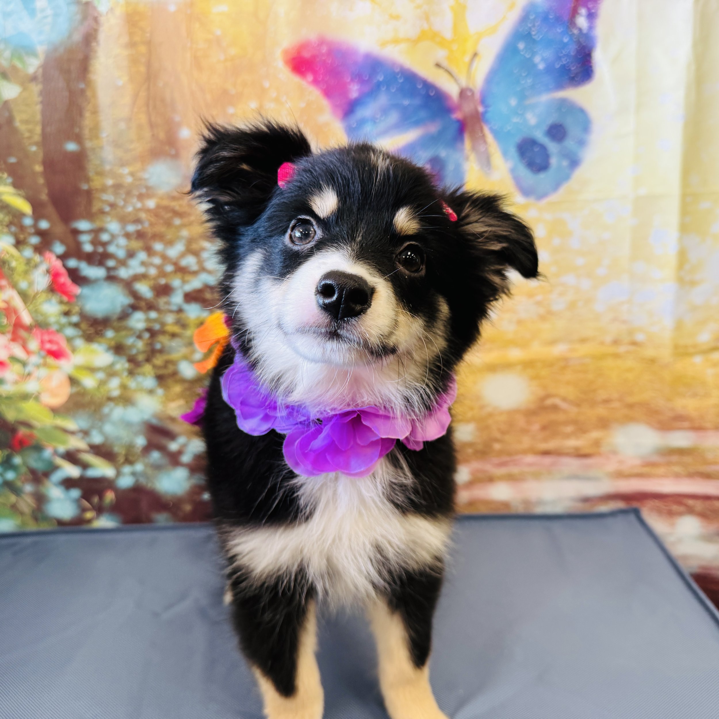 Mini Australian Shepherd  "Flower"  6lb  Female  DOB  3/17/2026