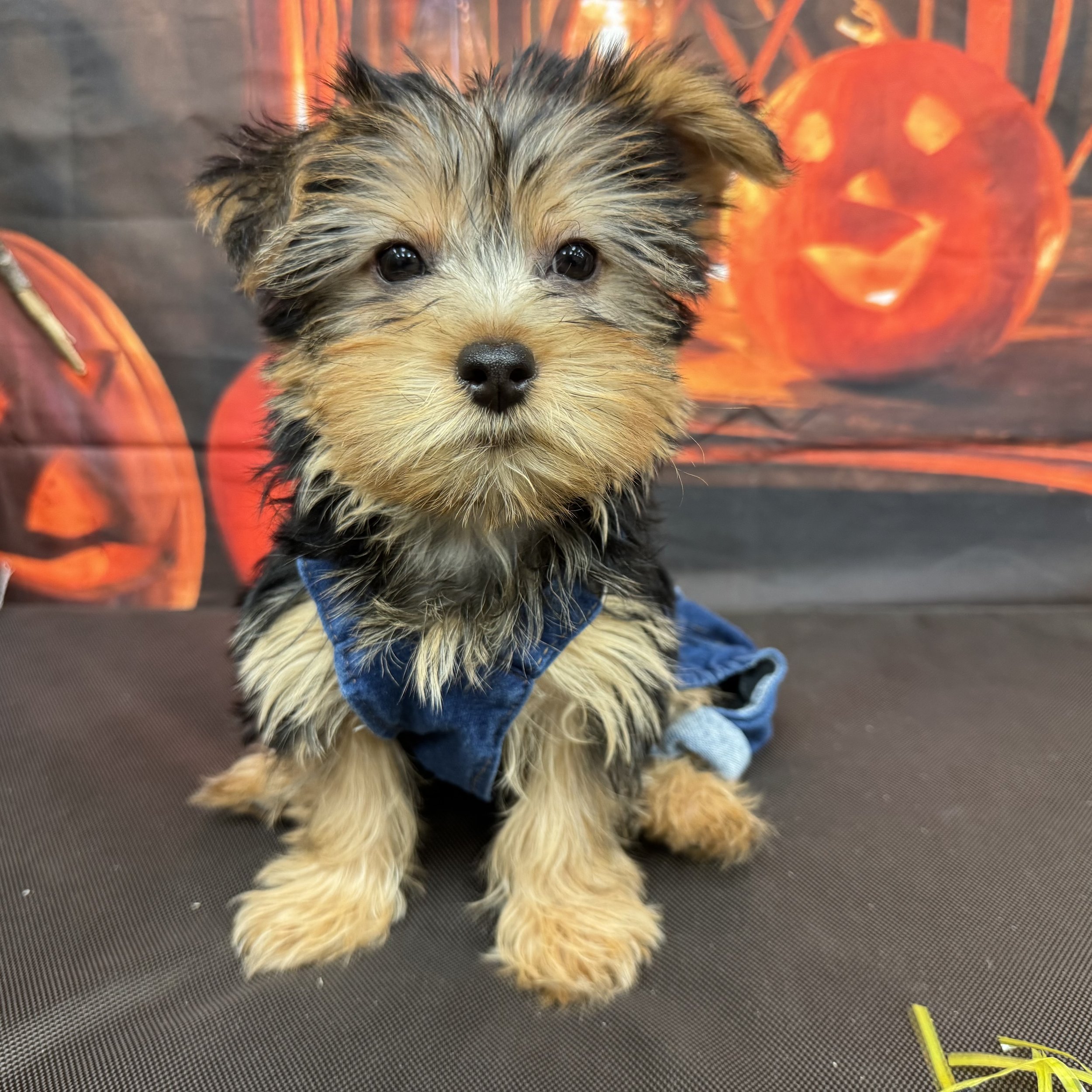 Yorkie   "Poncho"  3lb   Male  DOB  8/15/2026