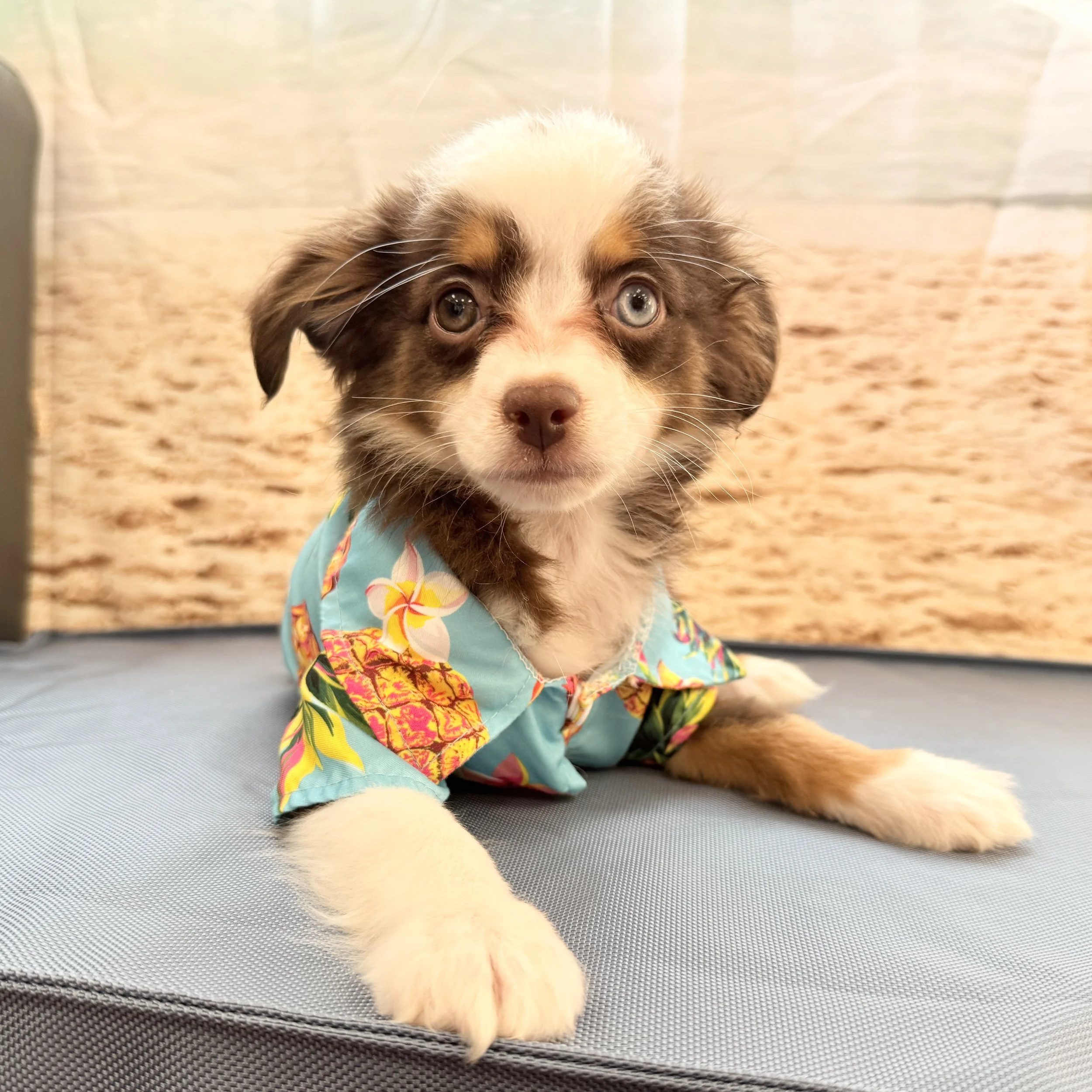 Mini Australian Shepherd "Momo" 3lb Male DOB 5/16/2025