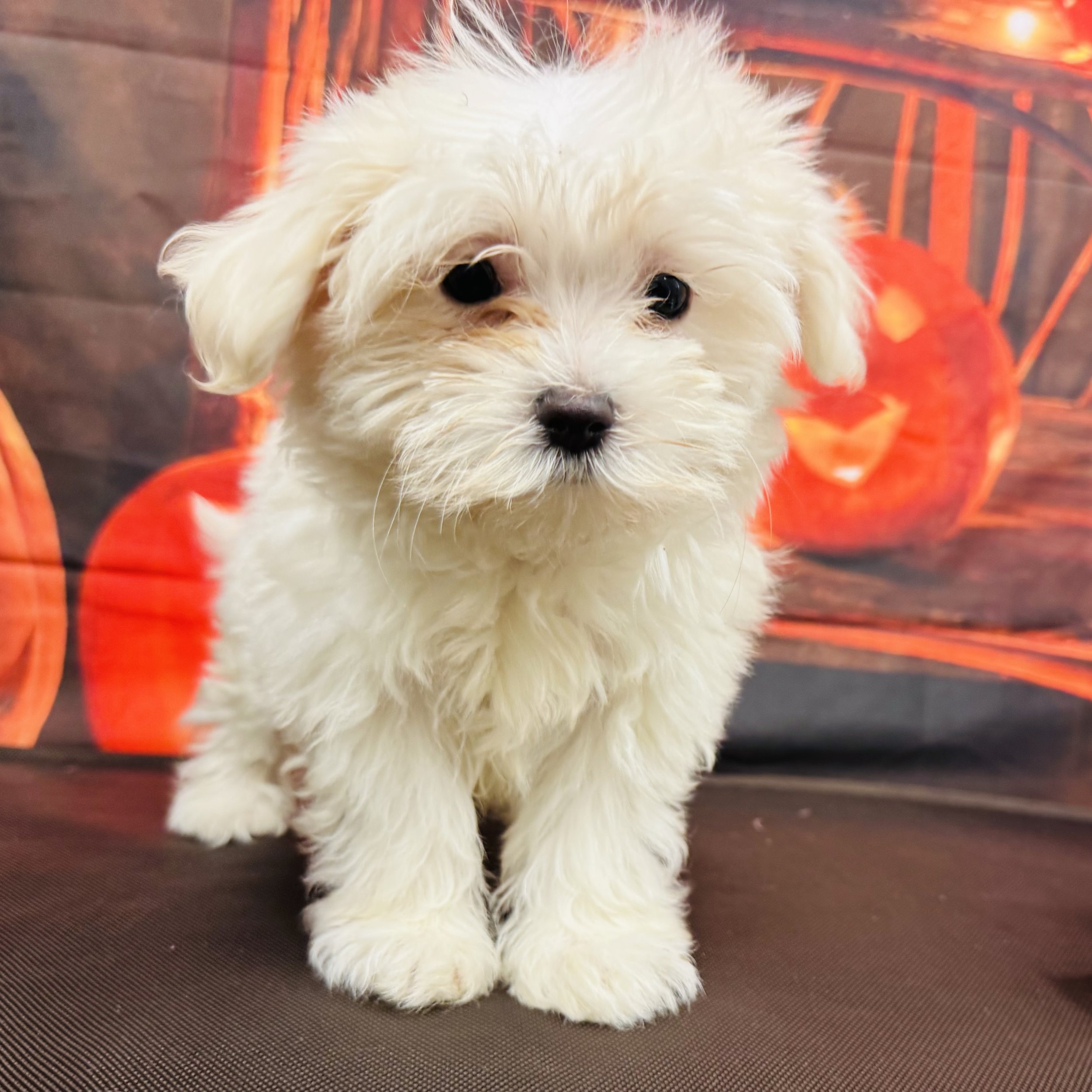 Maltese  "Rabbit"  2lb  Female  DOB  7/21/2026