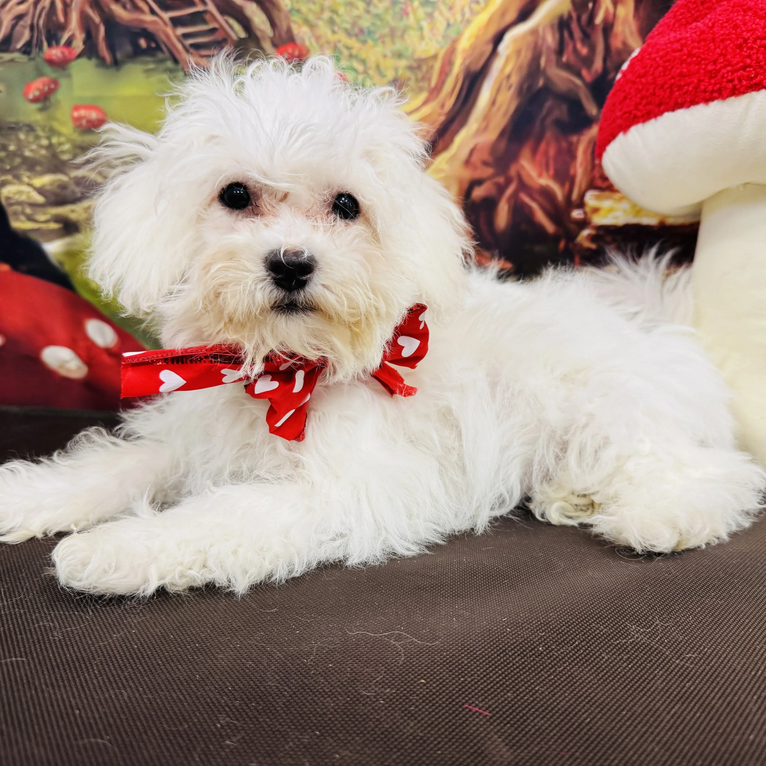 Bichon  "Dove"  5lb  Female  DOB  10/4/2025