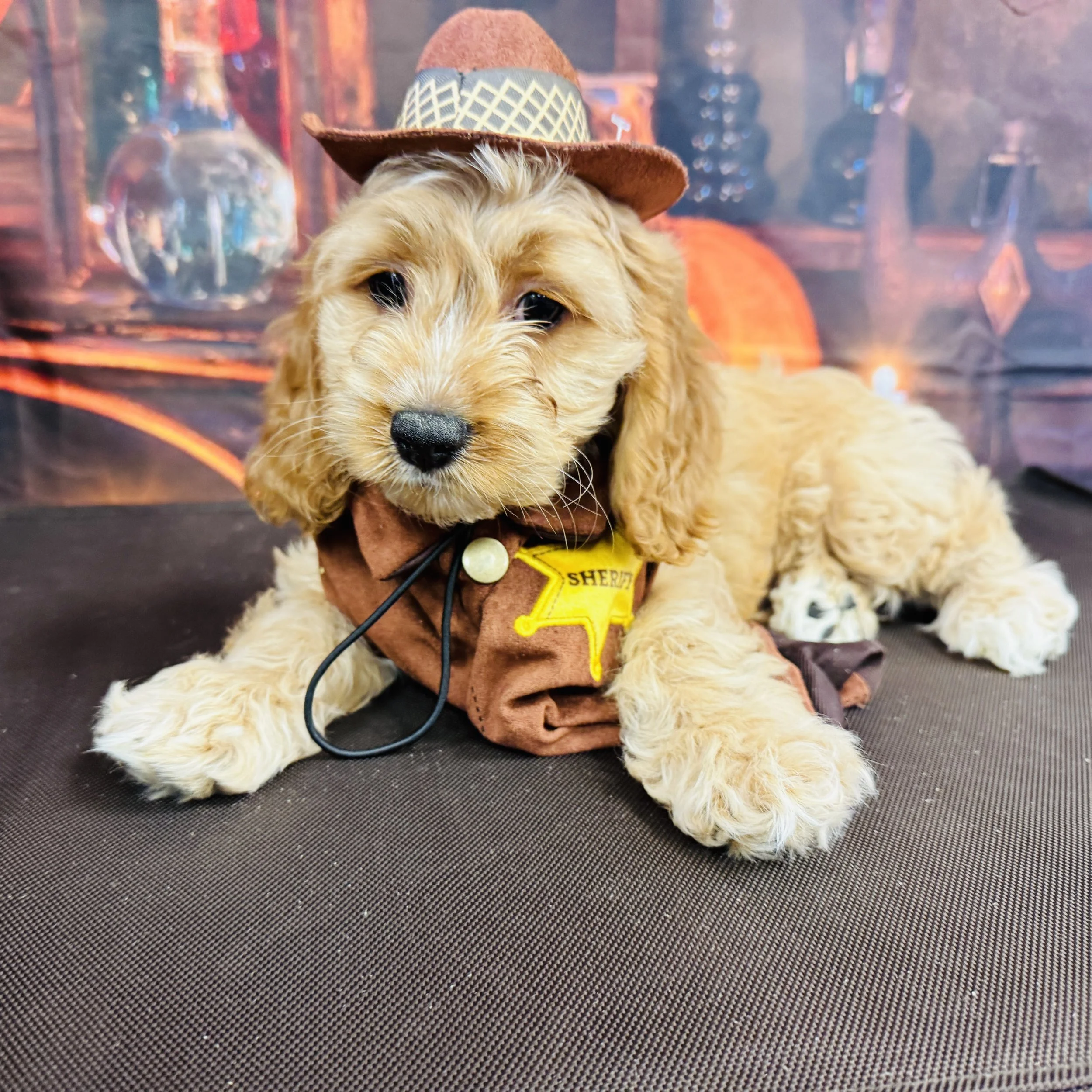 Cockapoo "Charm" 5lb Male DOB 7/26/2025