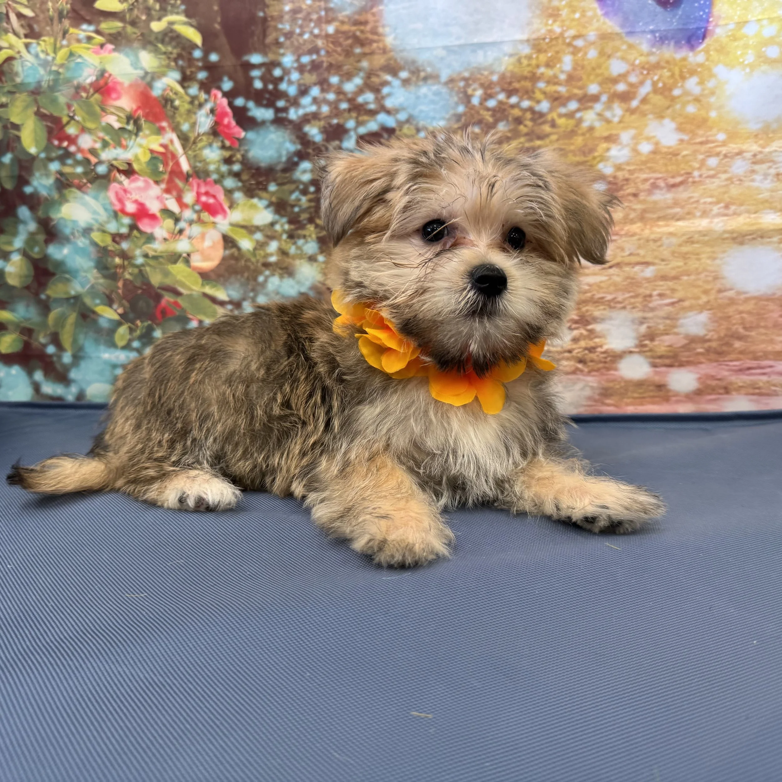 Morkie  "Crumbcake"  3lb  Male  DOB  6/11/2026