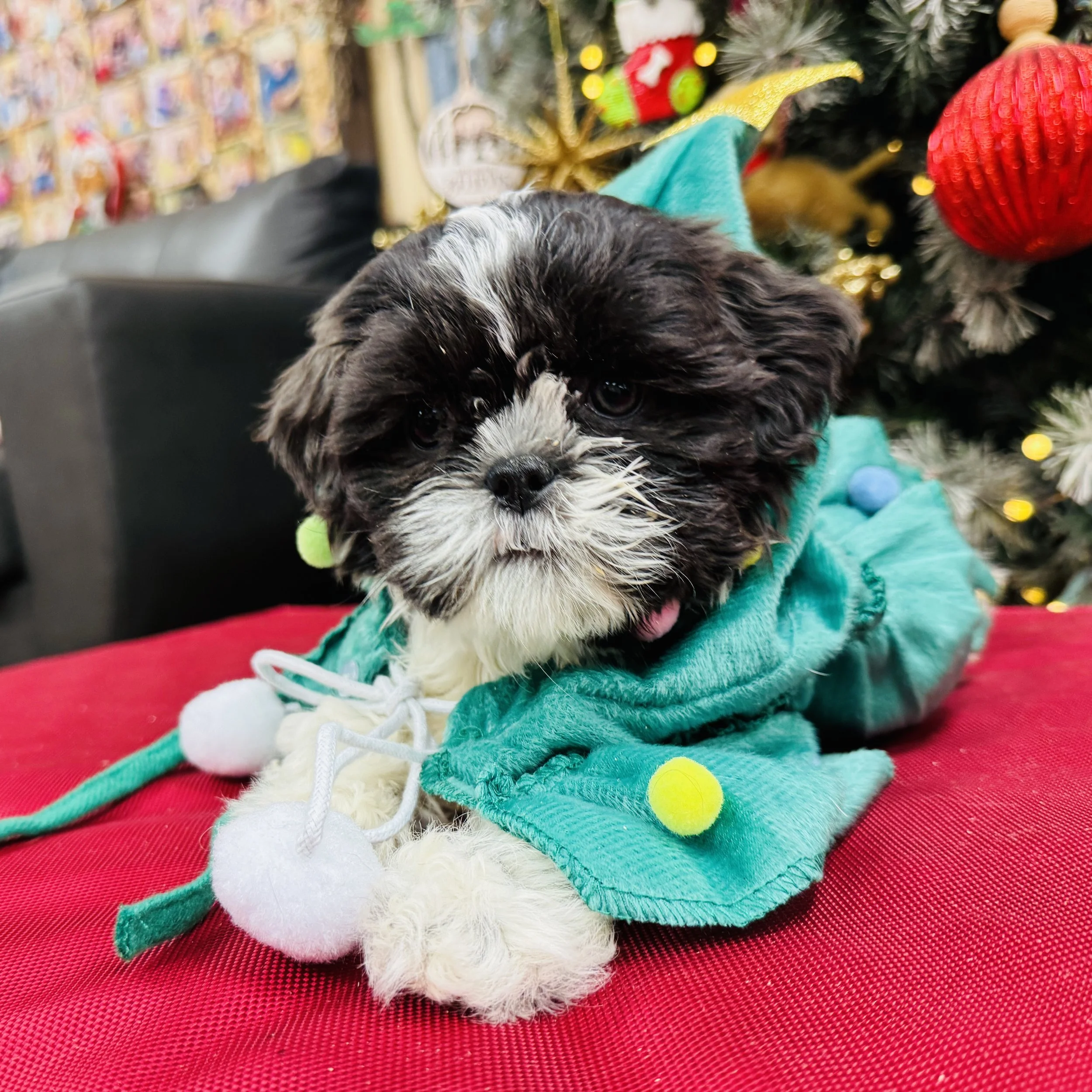 Shih Tzu  "Puppermint Patty"  4lb  Female  DOB  10/15/2025