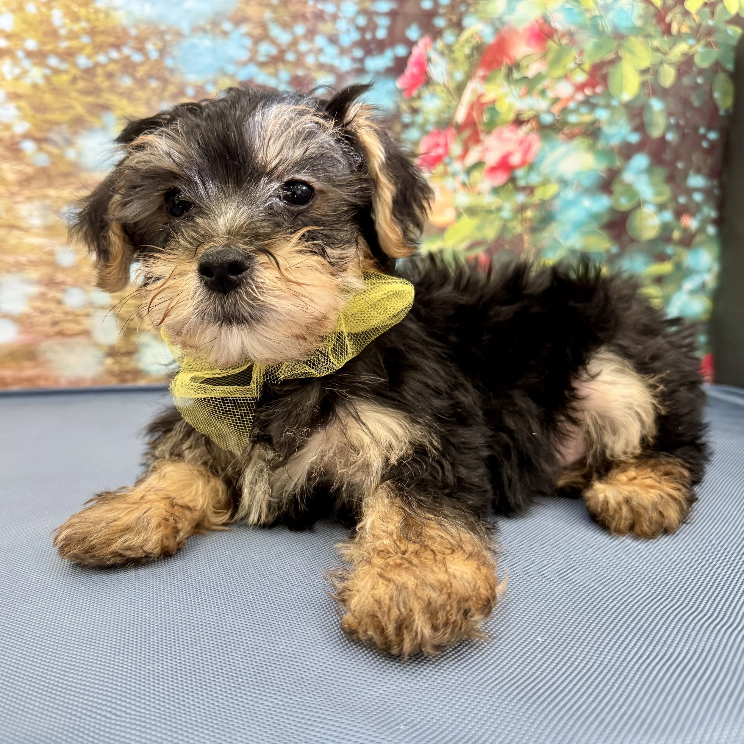 Yorkipoo  "Sir Caduggan"  3lb  Male  DOB  3/6/2026