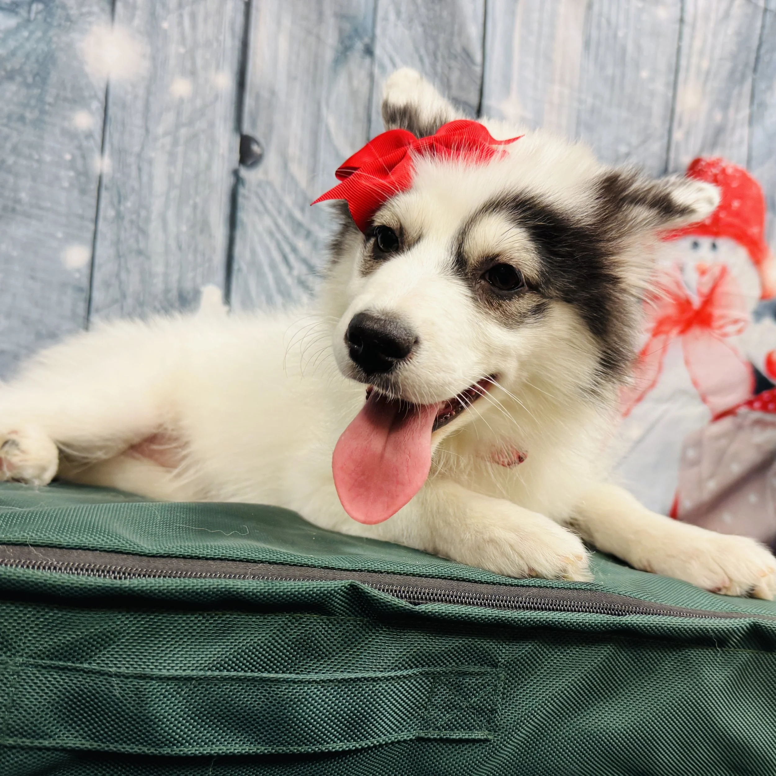 Pomsky   "Persephone"   12lb  Female  DOB  8/3/2025