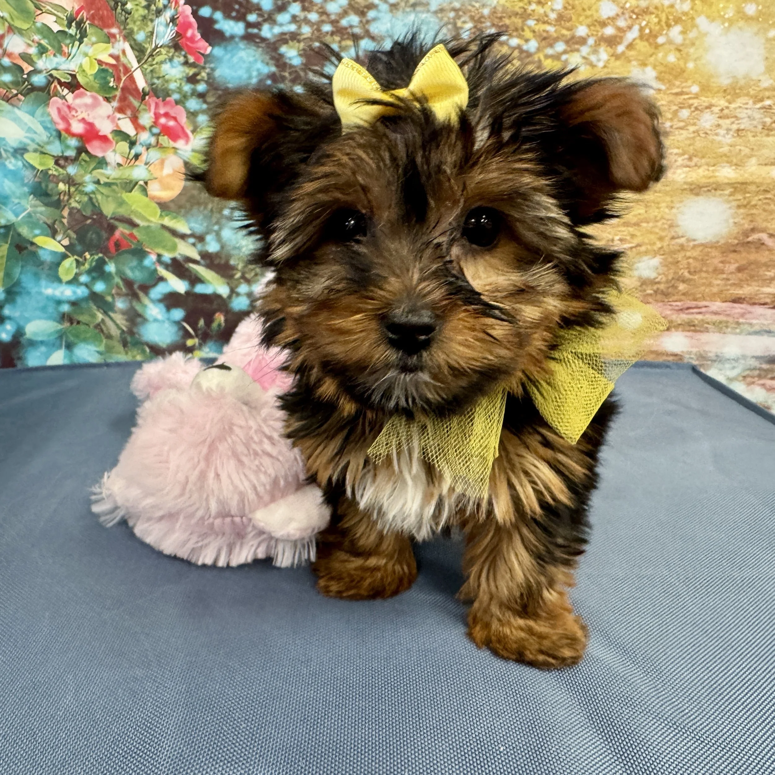 Yorkie  "Rue"  2,4lb  Female  DOB  2/10/2026