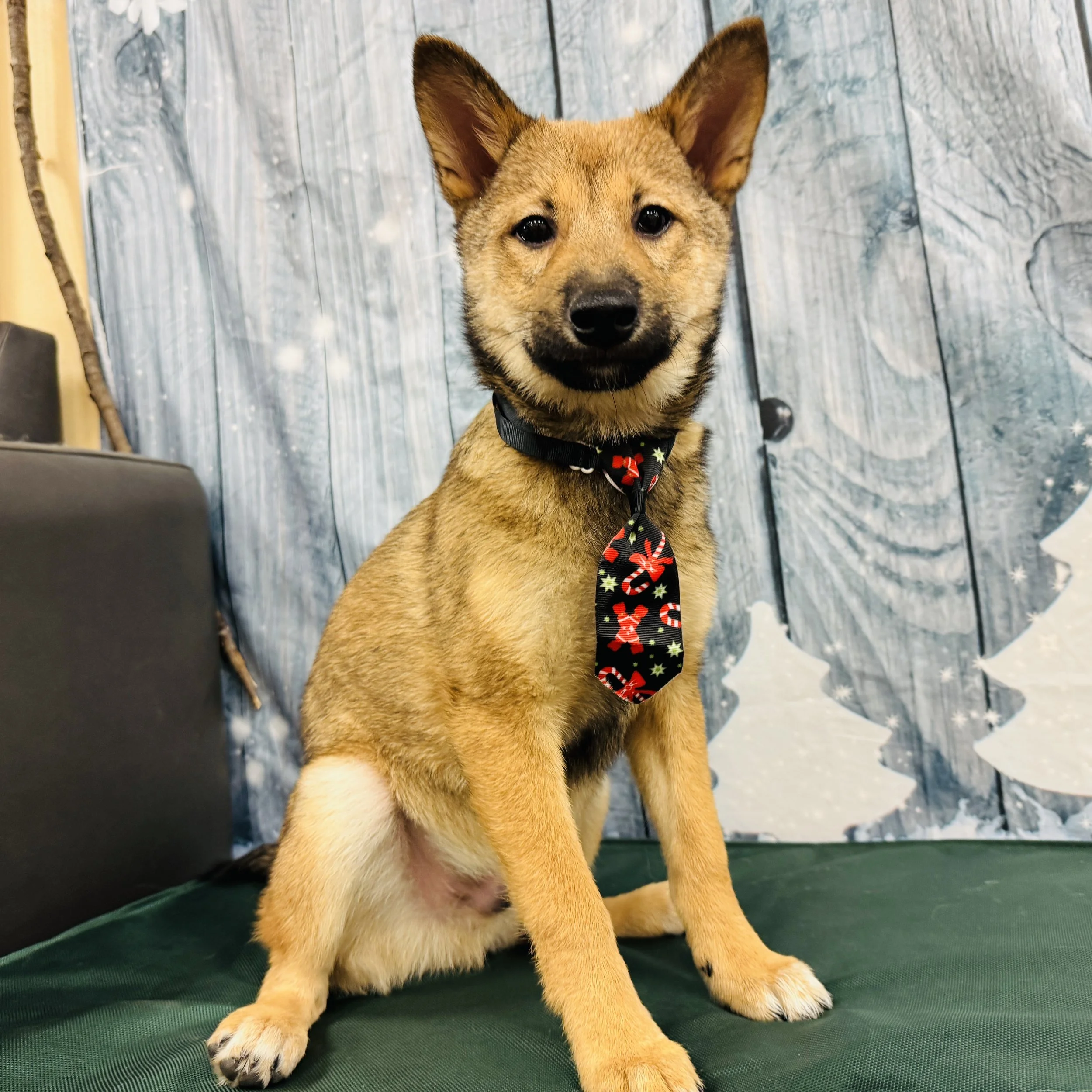 Shiba Inu  "Dante"  9lb  Male  DOB  7/30/2025