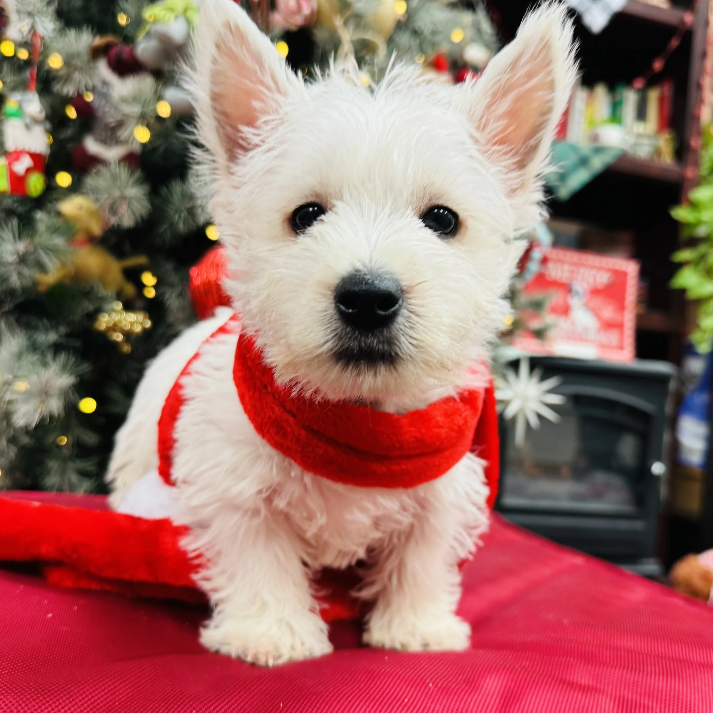 Westie  "Blitzen"  3.4lb  Male  DOB  10/15/2025