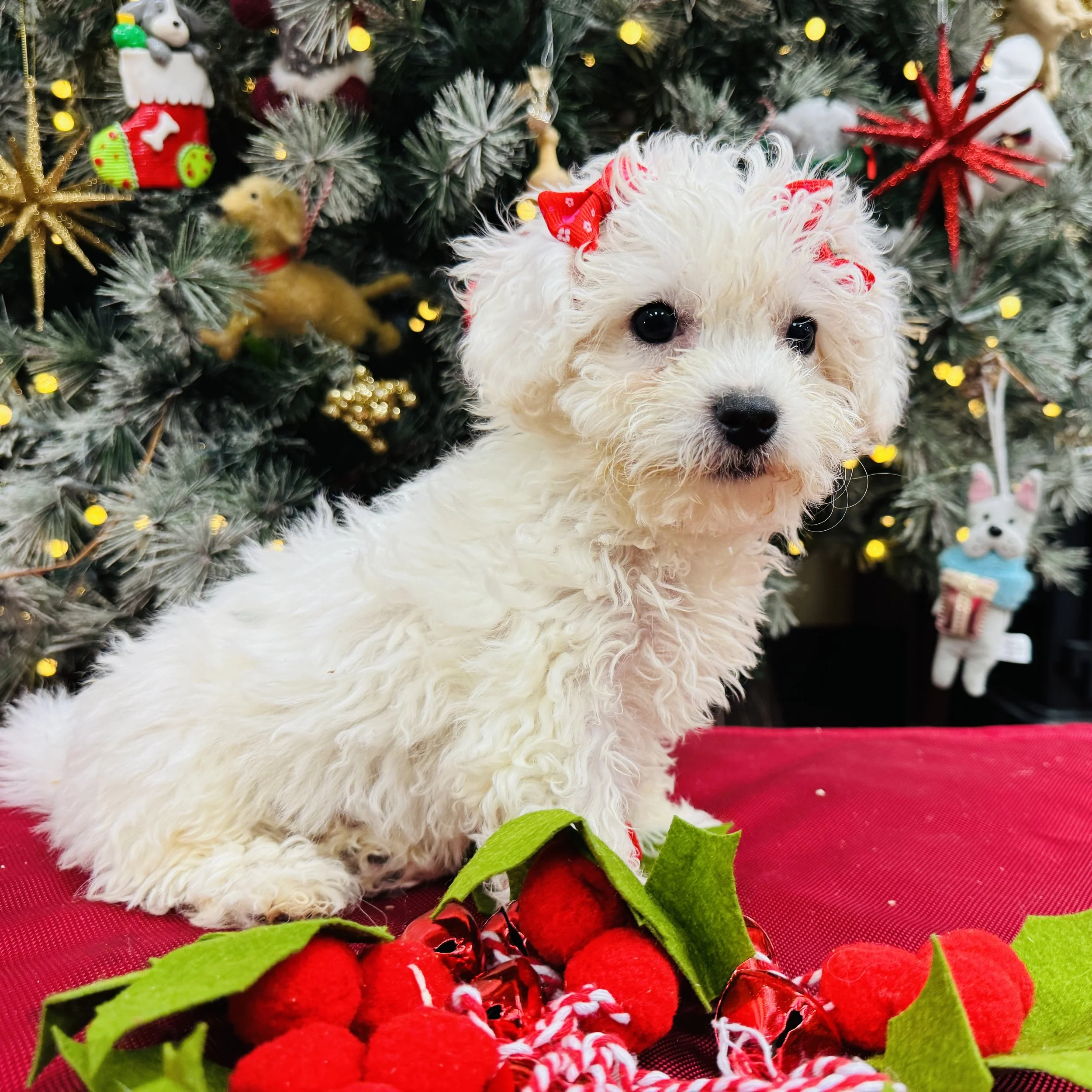 Bichon  "Dove"  3lb  Female  DOB  10/4/2025