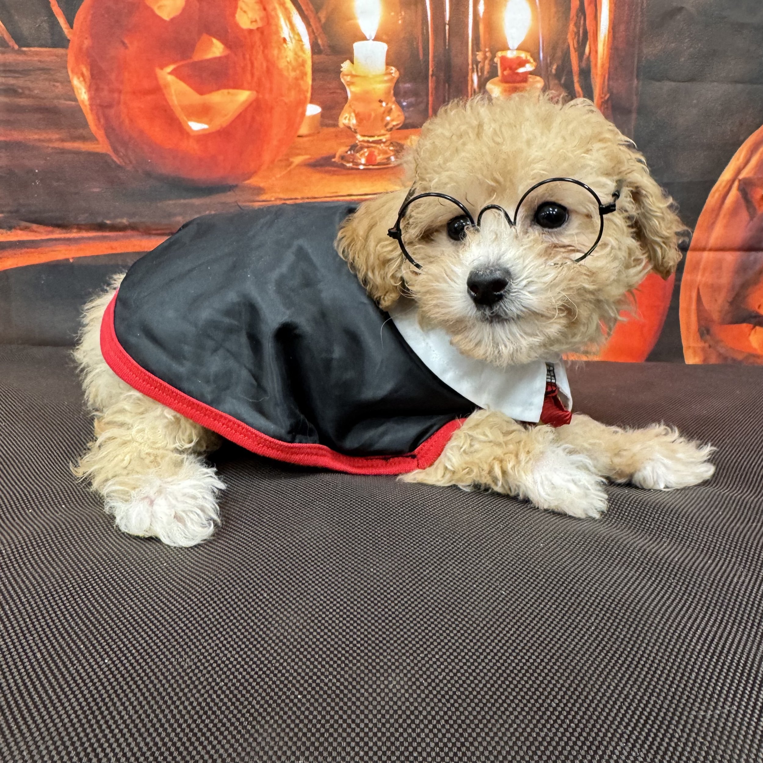 Toy Poodle  "Tolkien"   2lb  Male  DOB  8/17/2026
