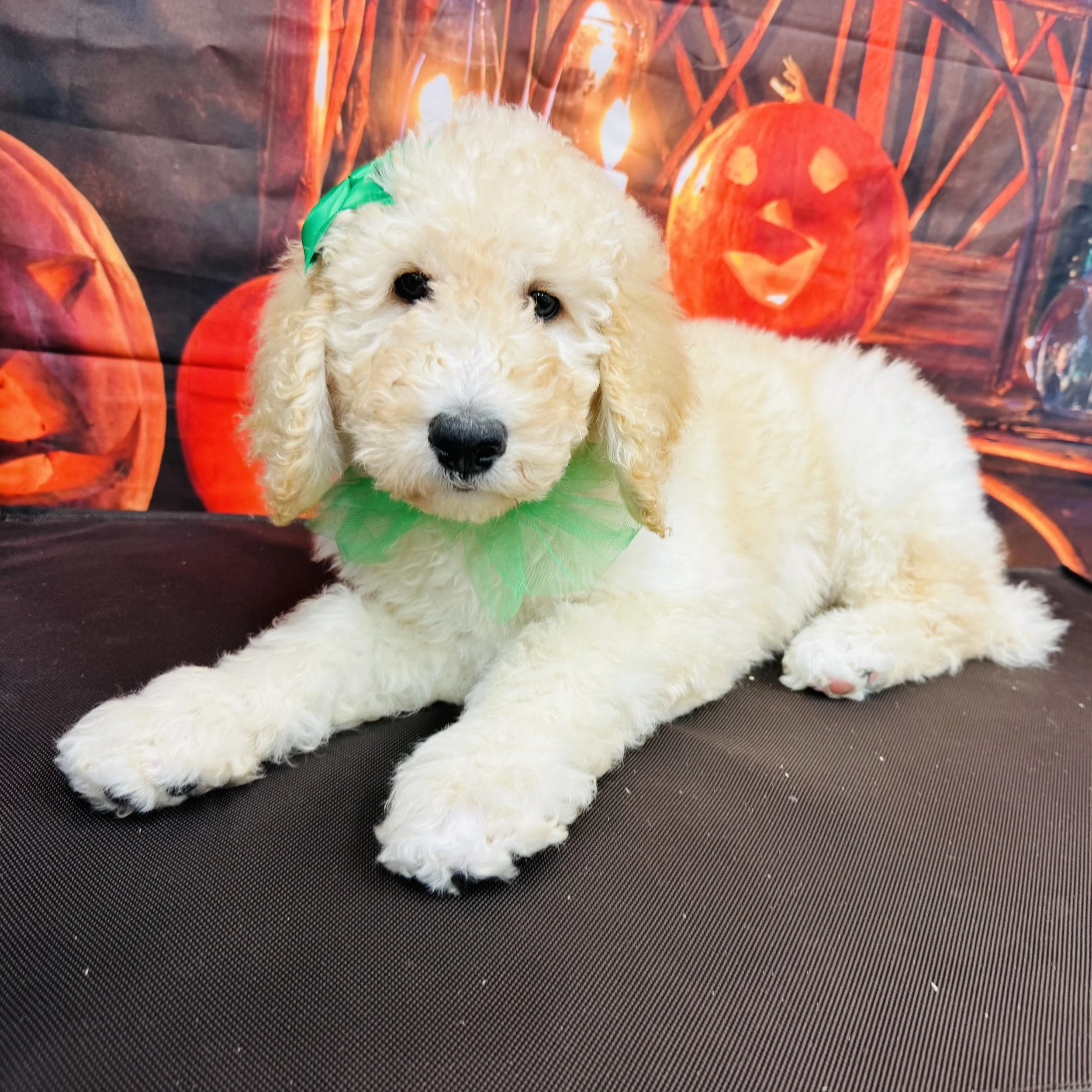 Poodle  Standard  "Rory"  11lb  Female  DOB  7/9/2026