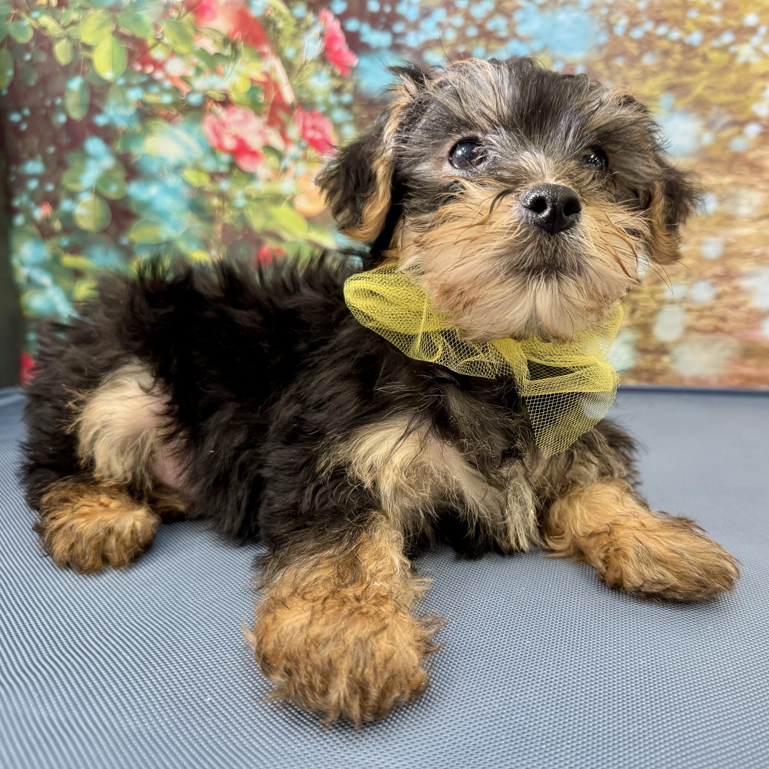 Yorkipoo  "Sir Caduggan"  3lb  Male  DOB  3/6/2026